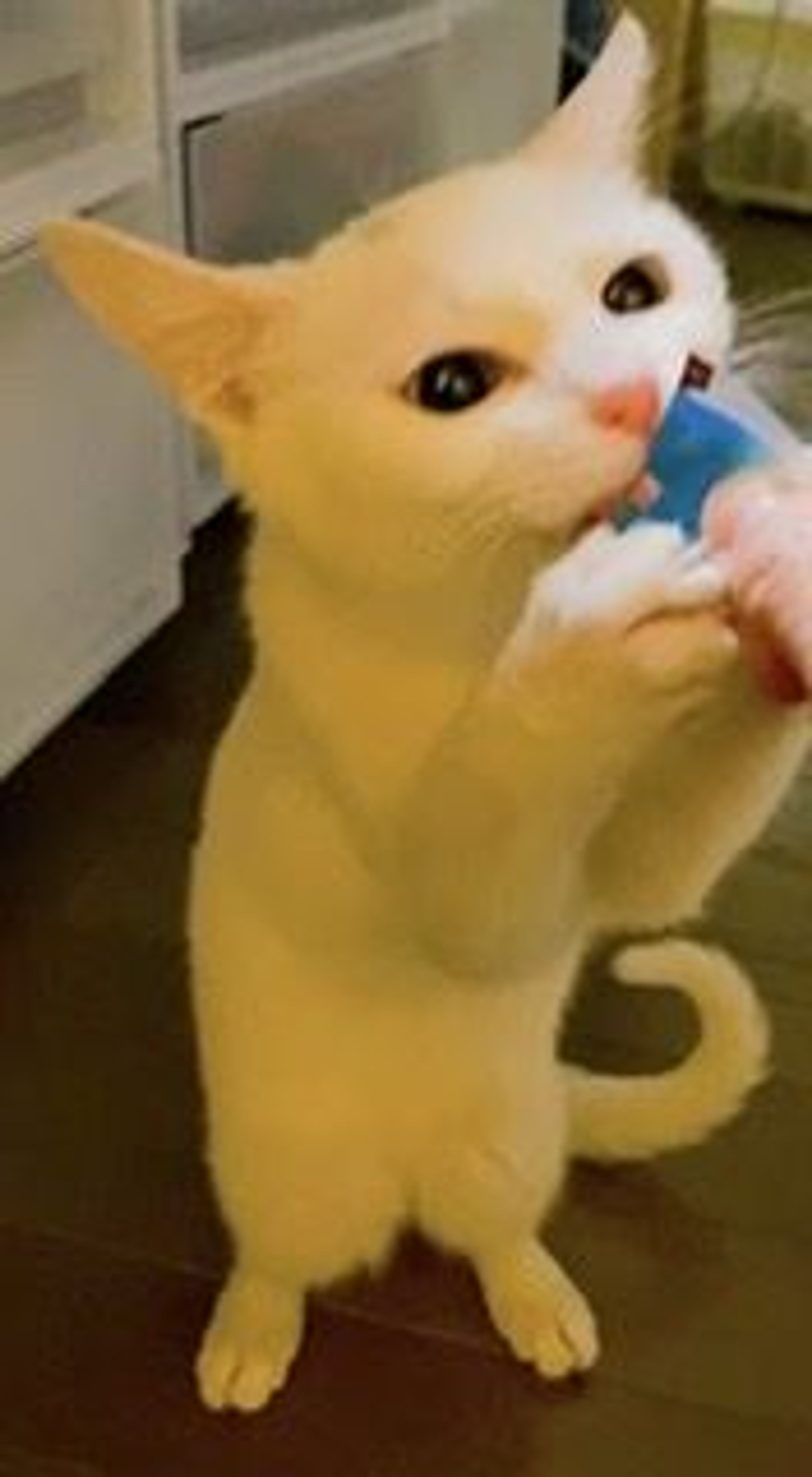 pet-image-3
