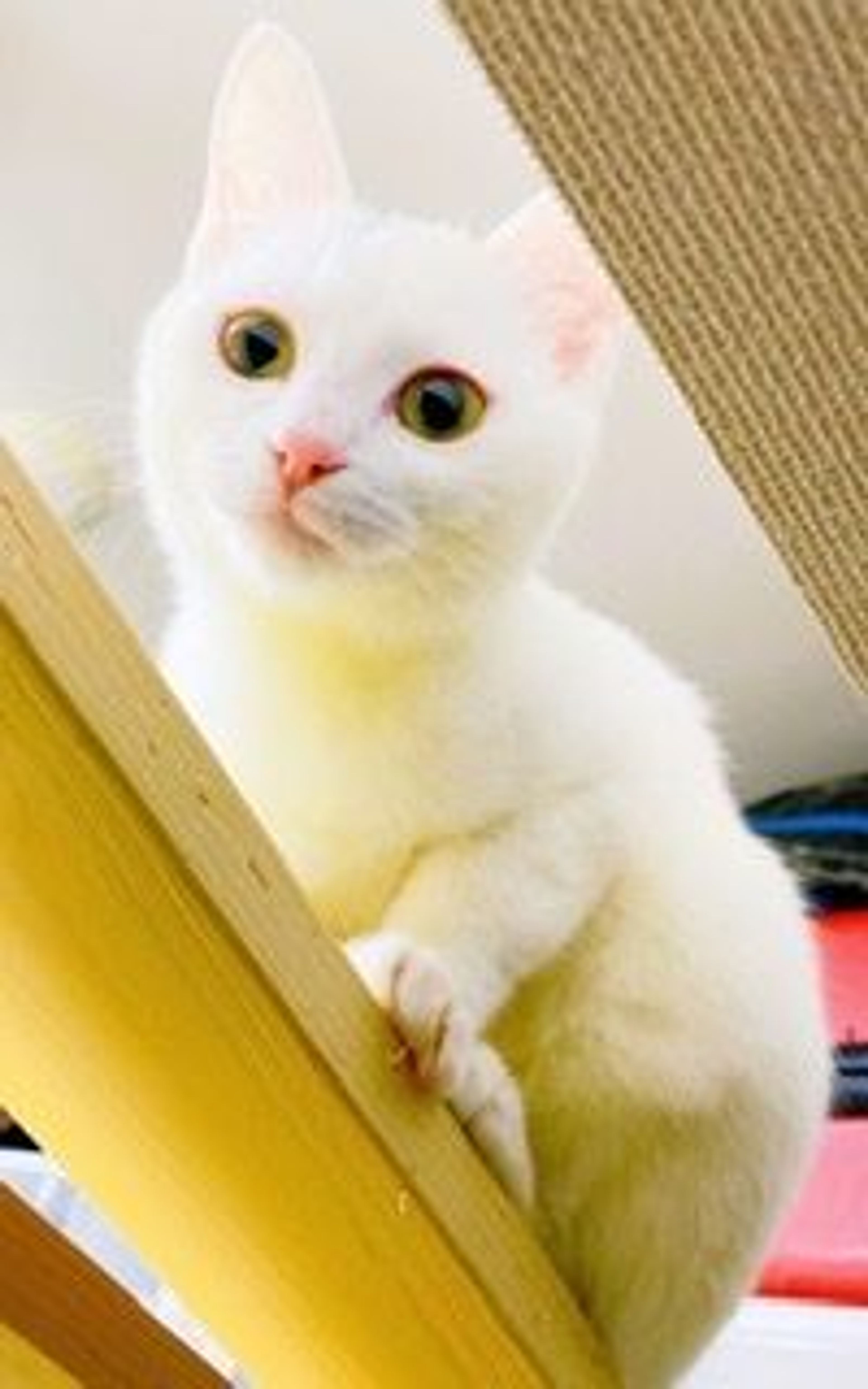 pet-image-4
