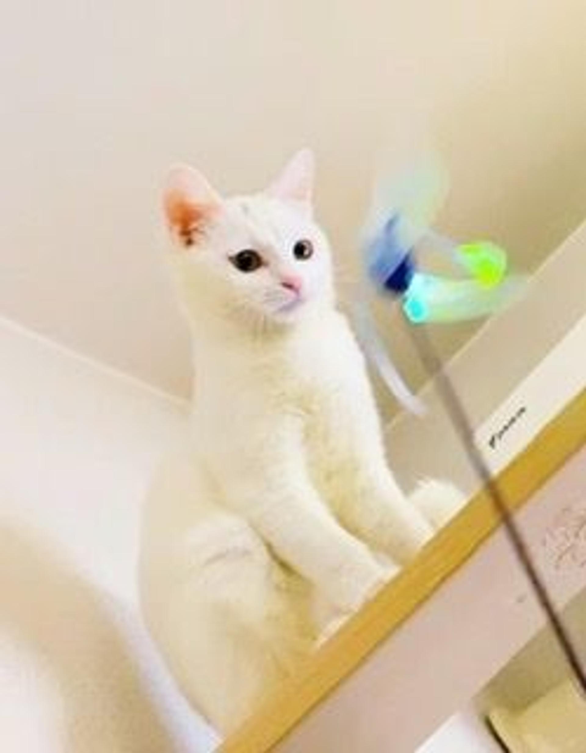 pet-image-5