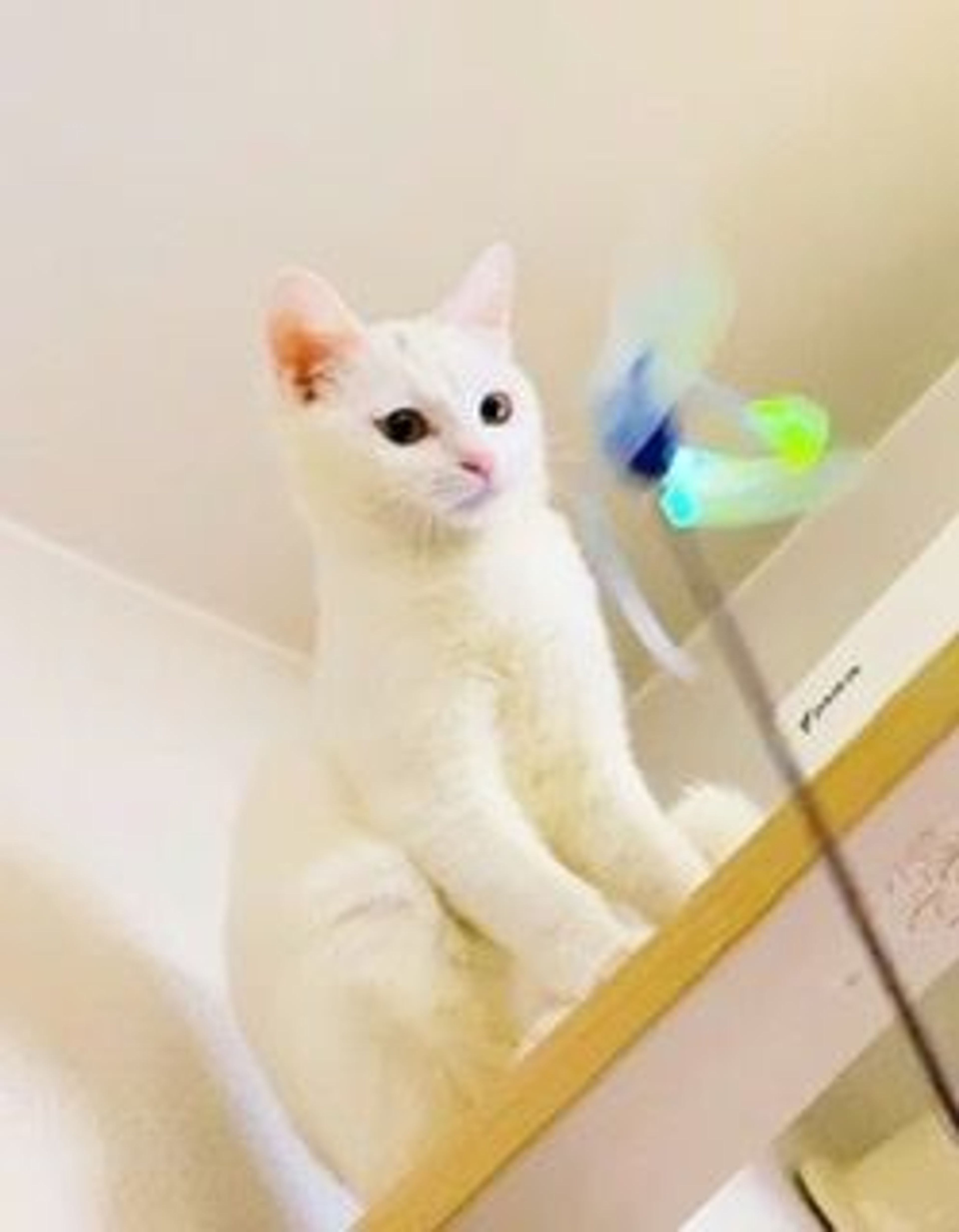 pet-image-5