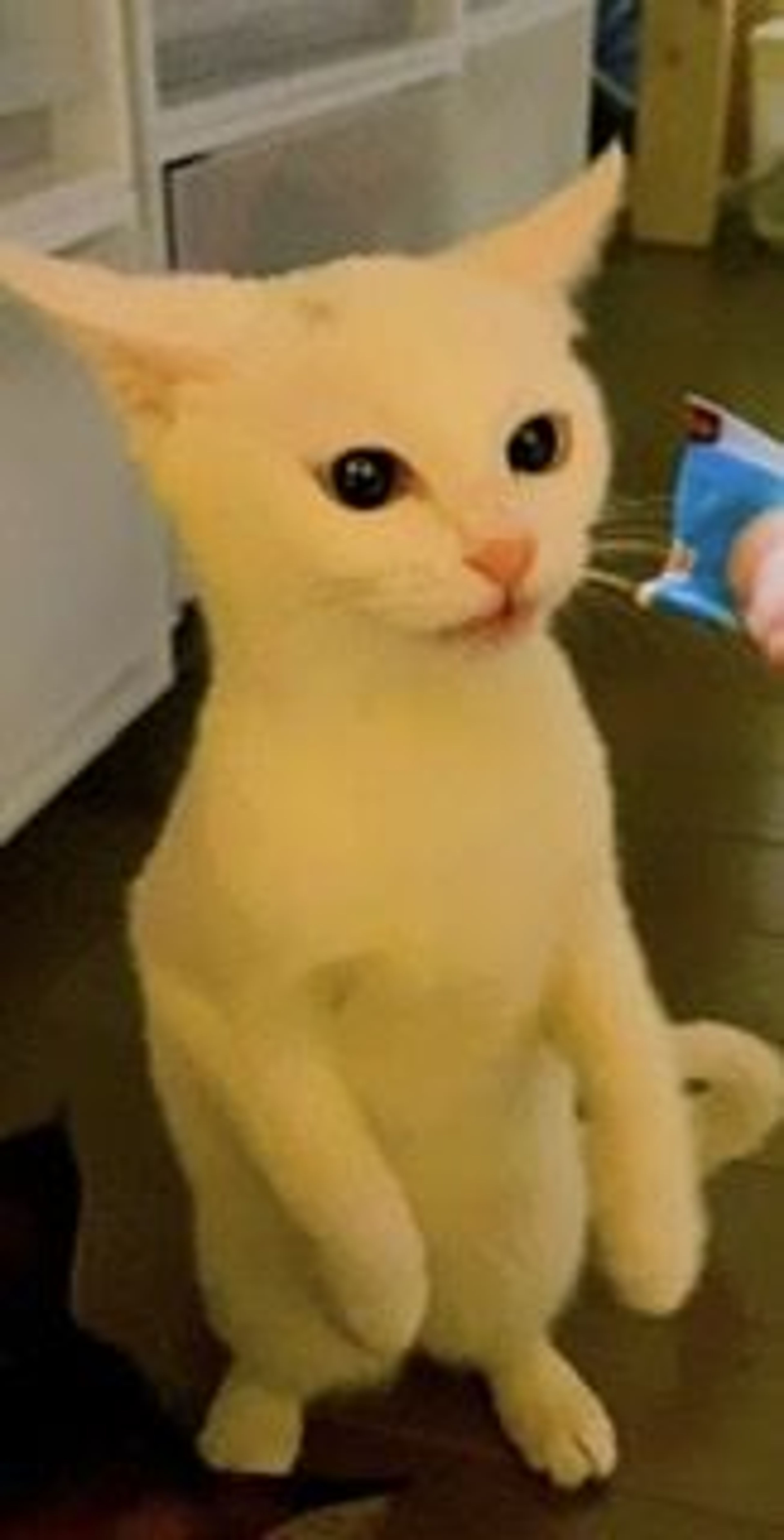 pet-image-6