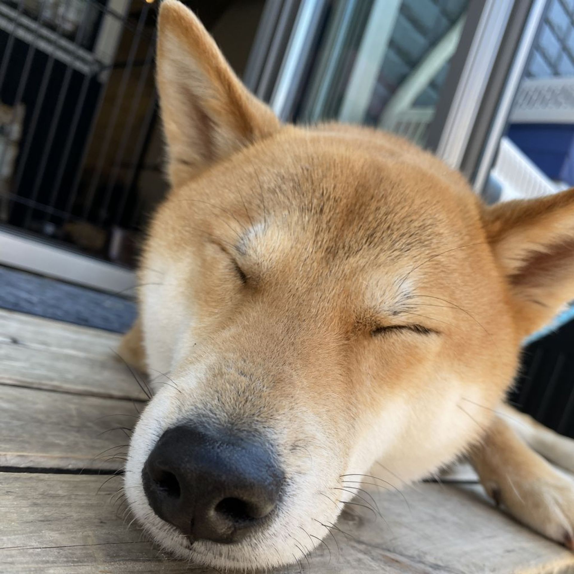 柴犬・オスの里親募集の写真