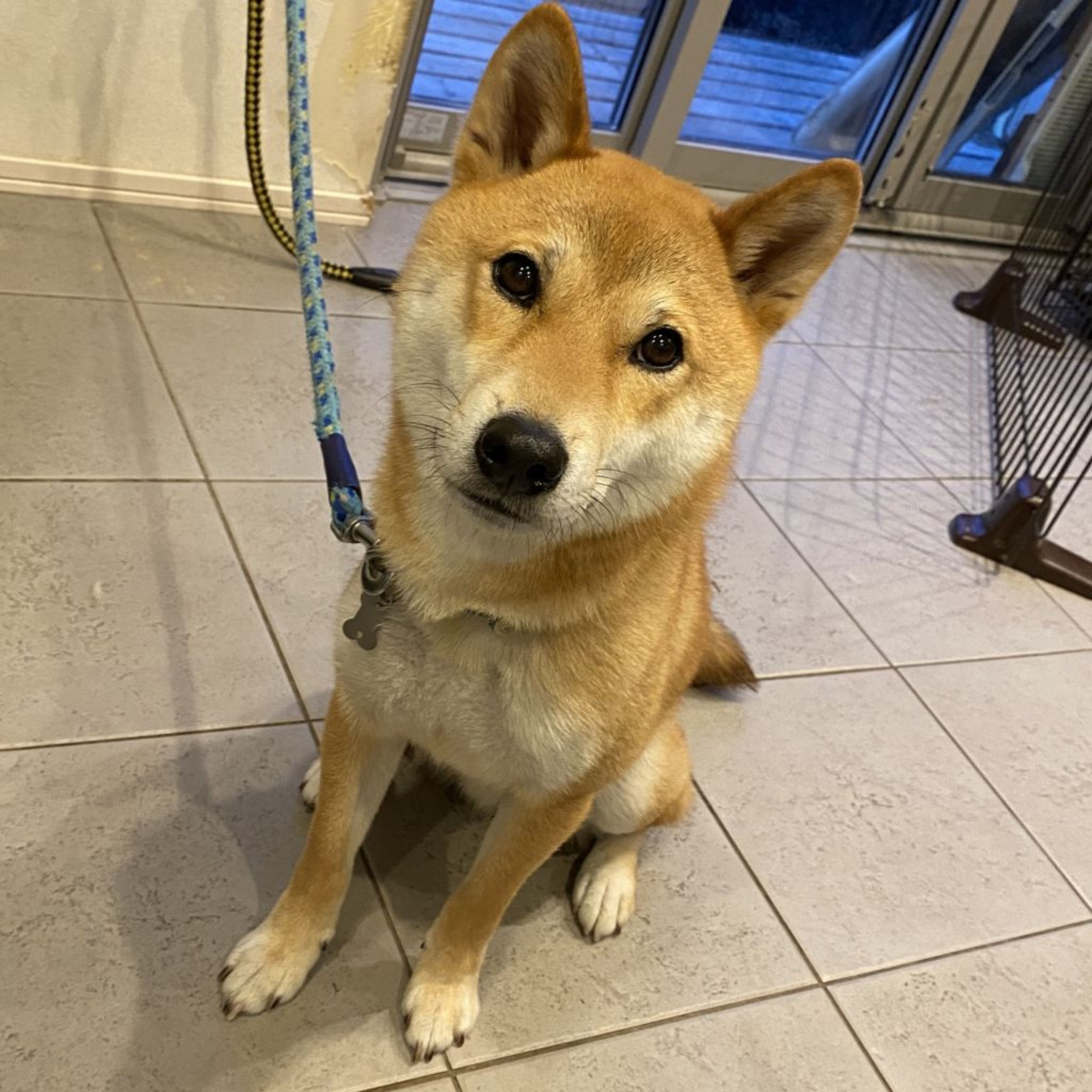 pet-image-2