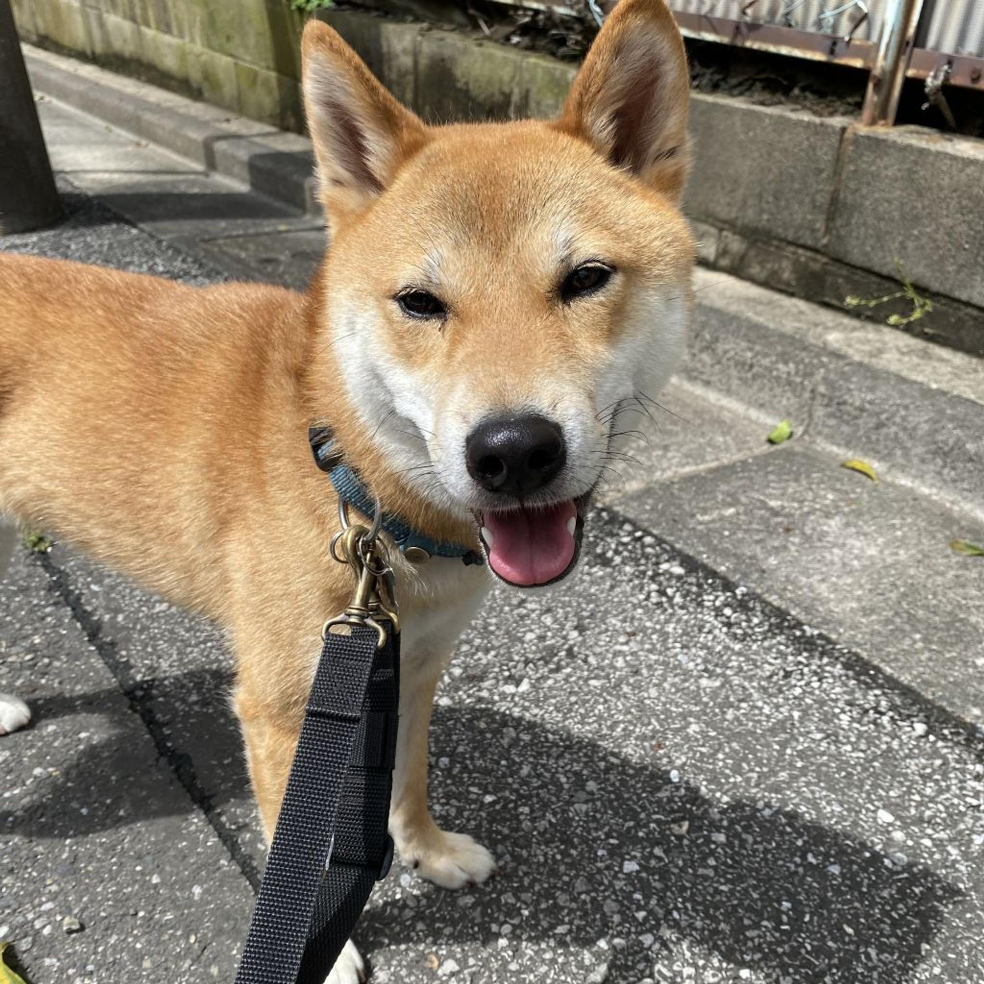 pet-image-3