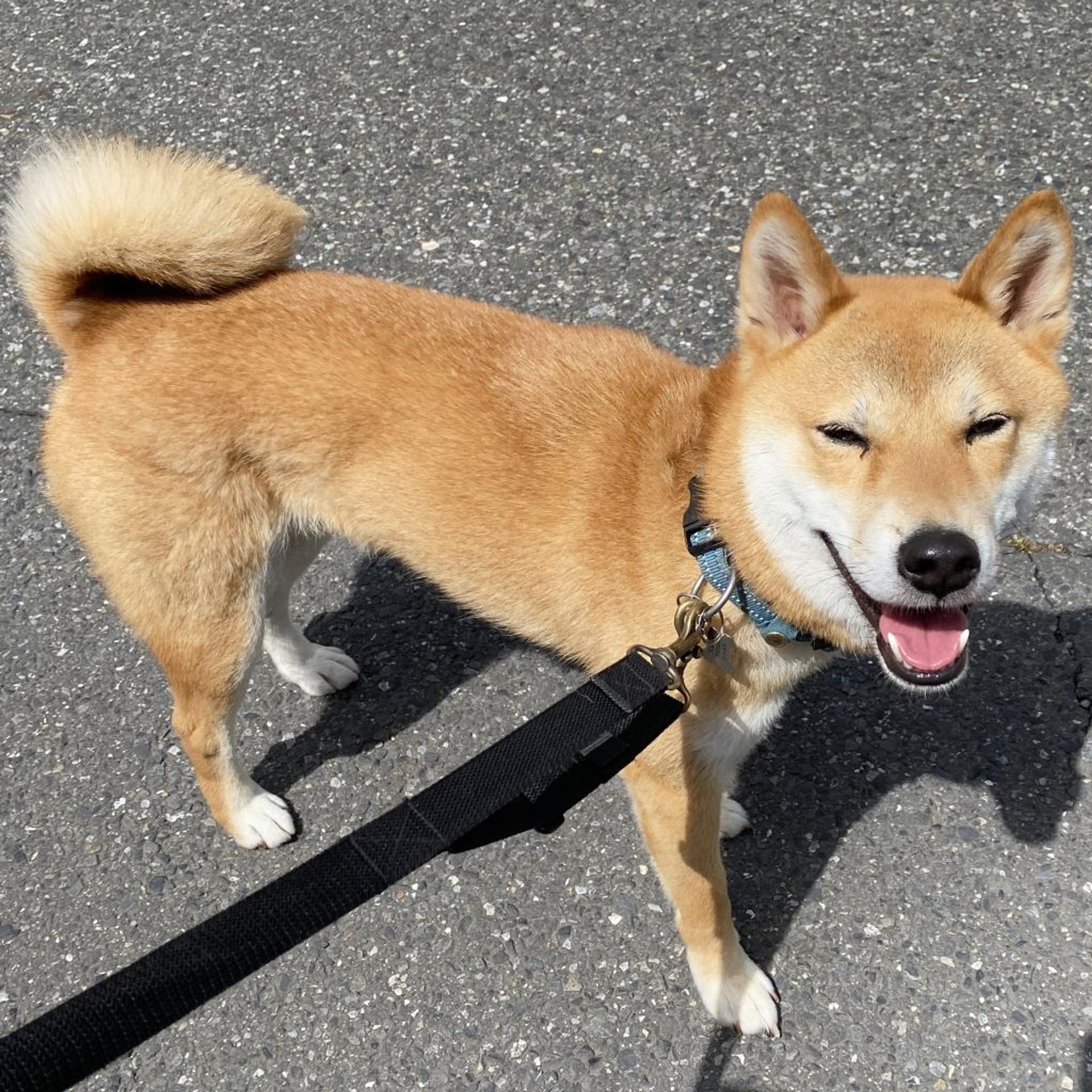 pet-image-4