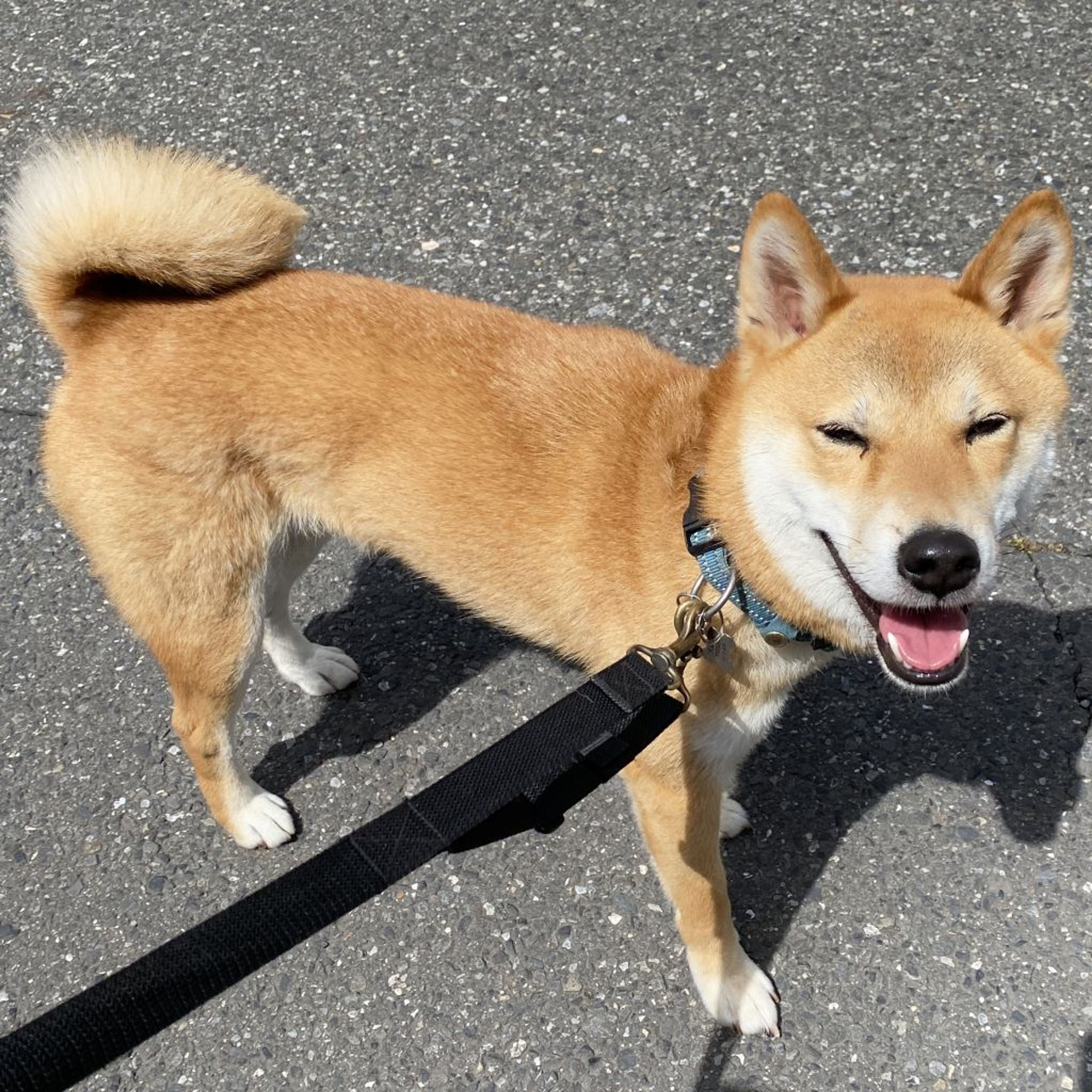 pet-image-4