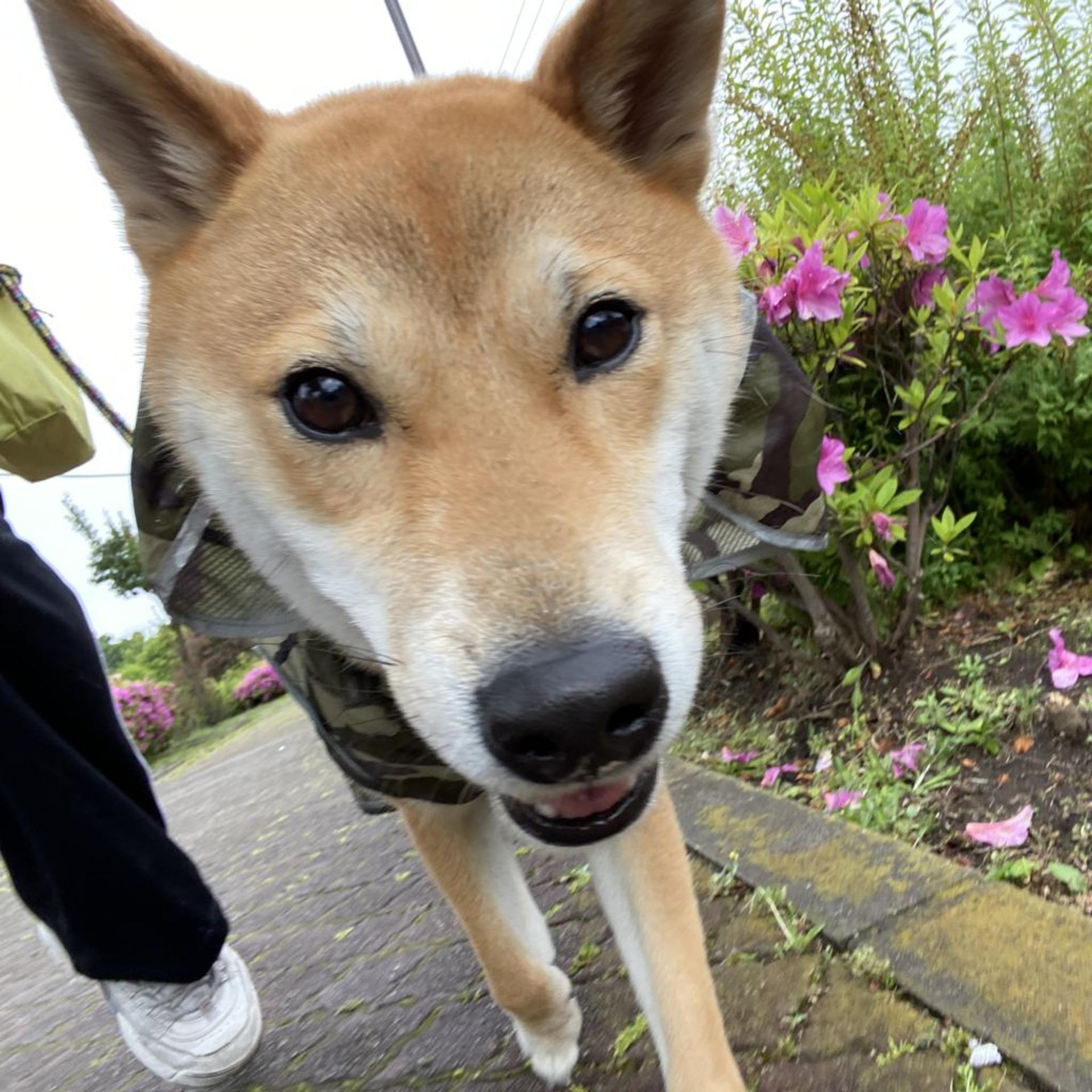 pet-image-5