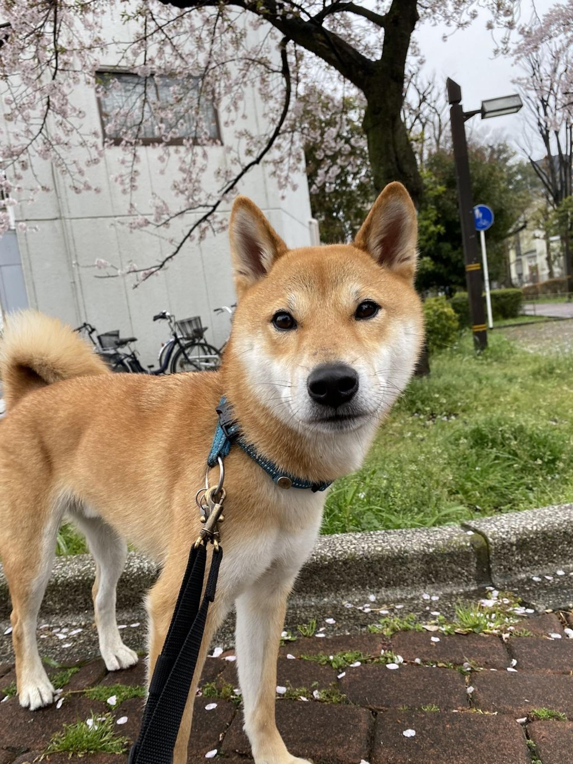 pet-image-7