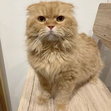 はっさくの写真