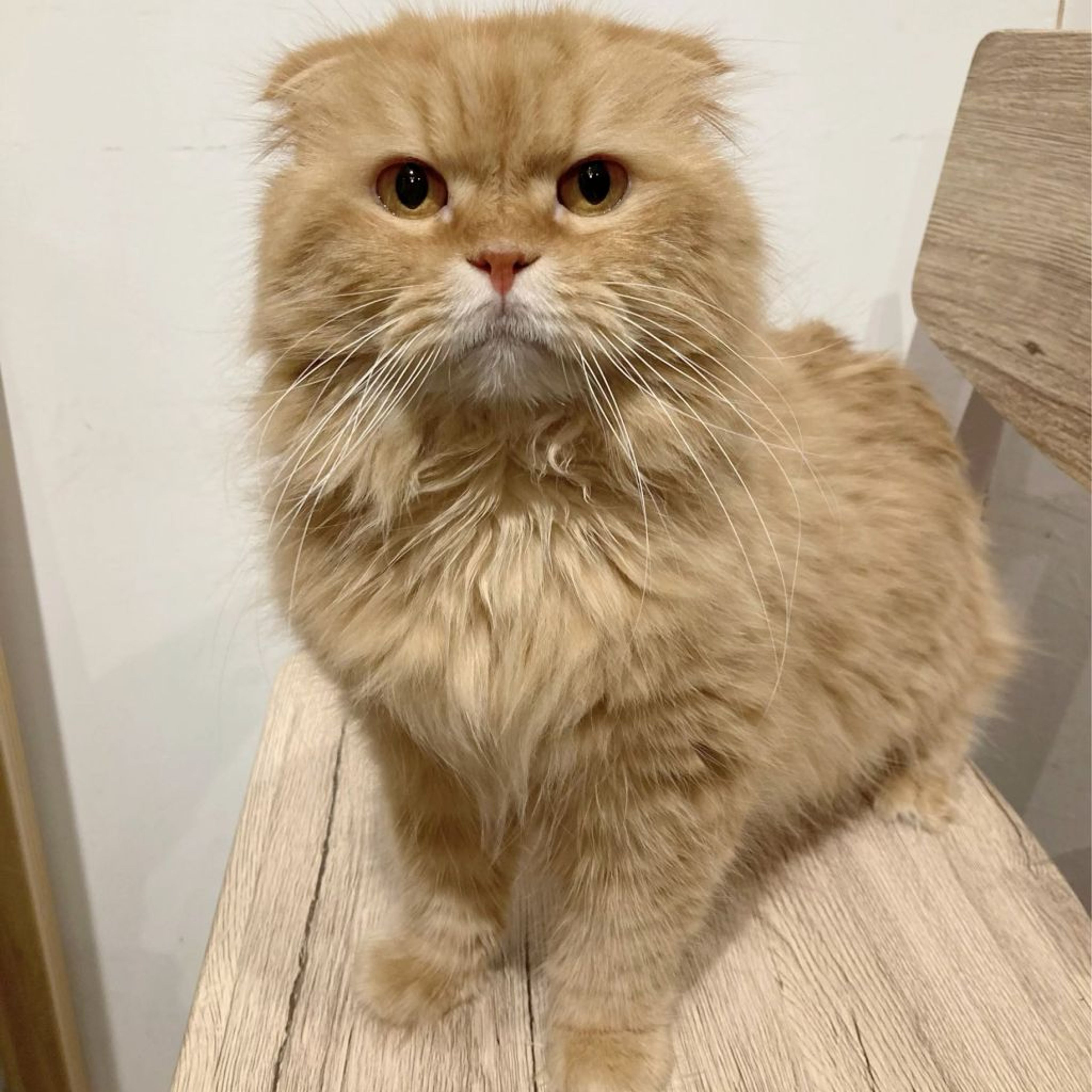スコティッシュフォールド・オスの里親募集の写真