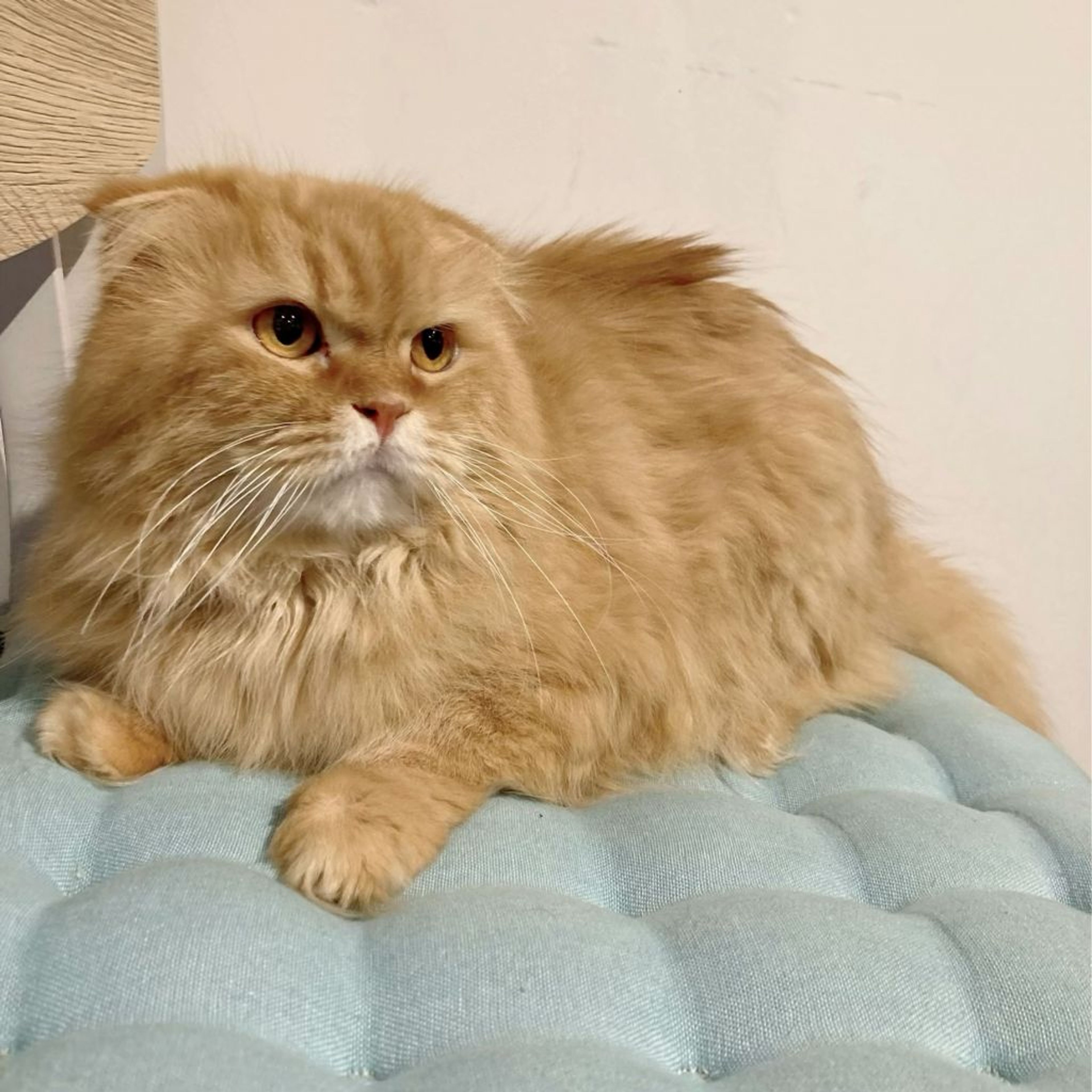 pet-image-2