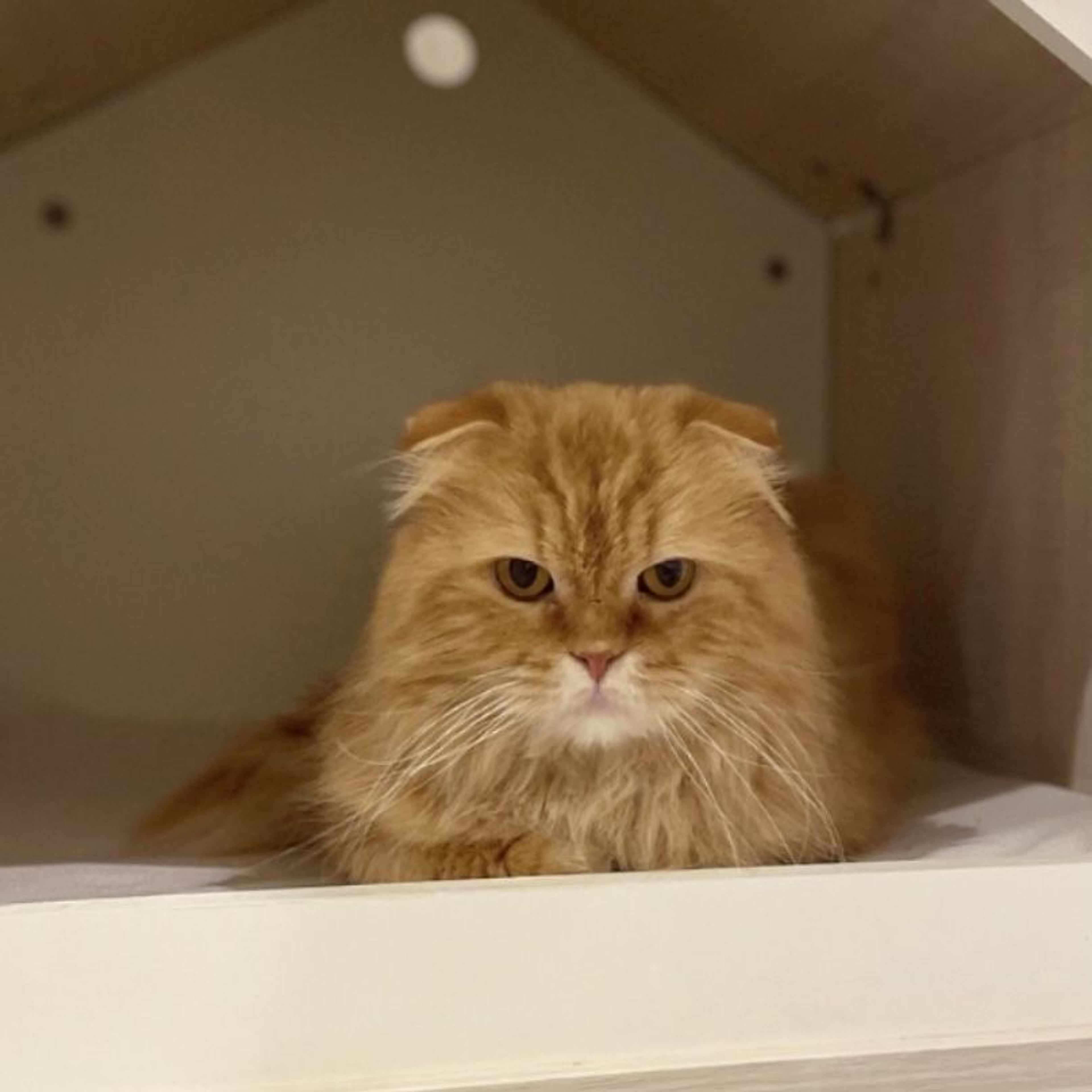 pet-image-4