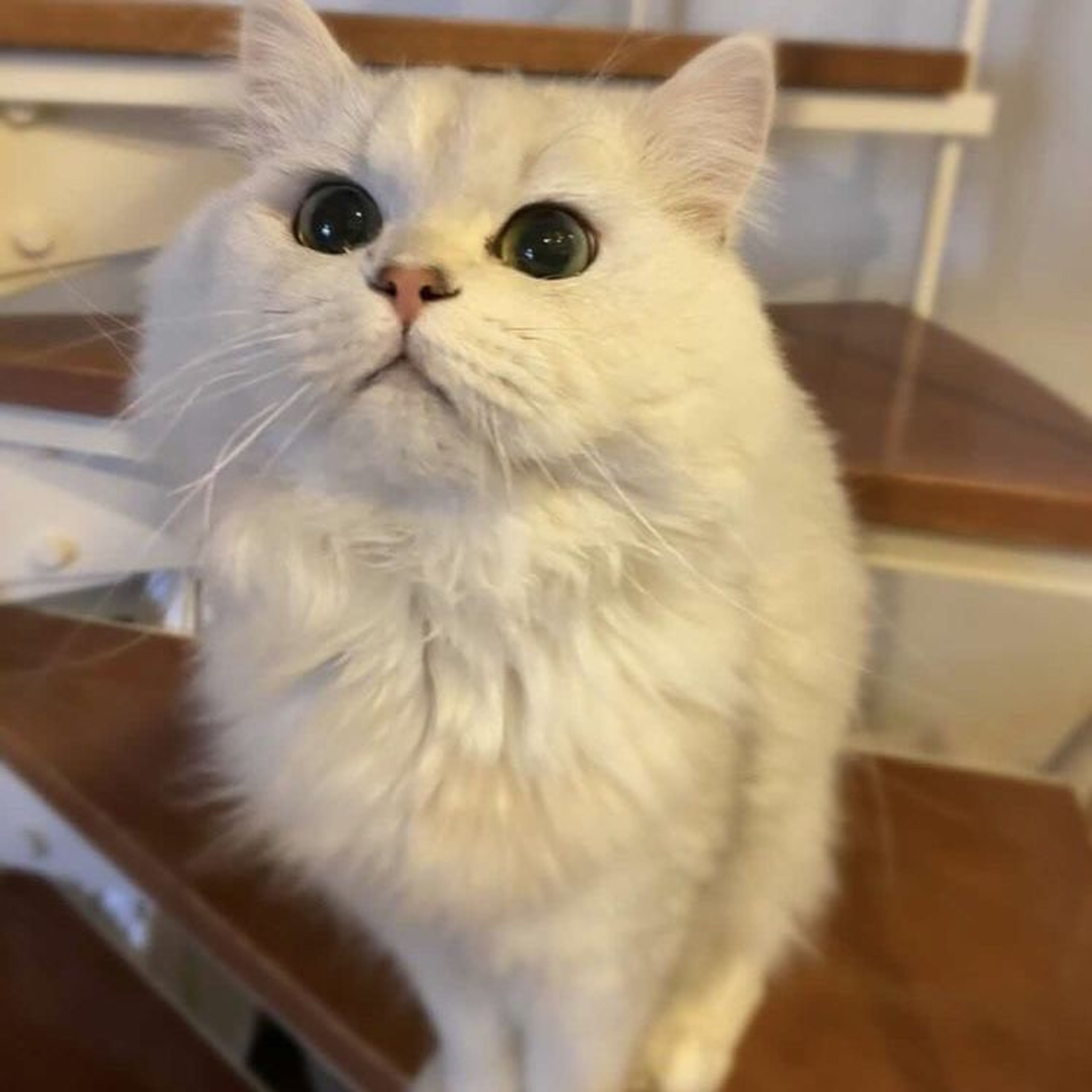 pet-image-4