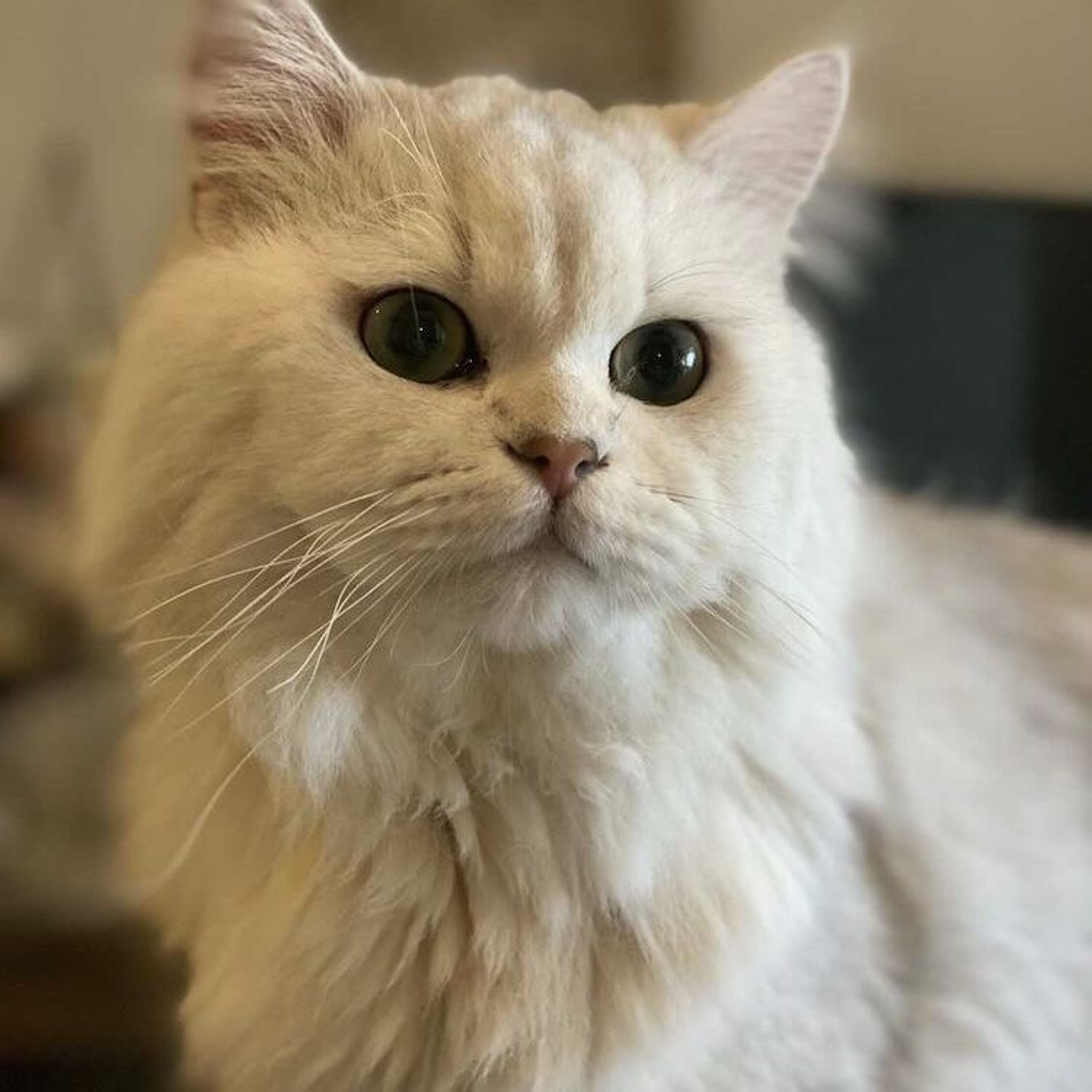 pet-image-5