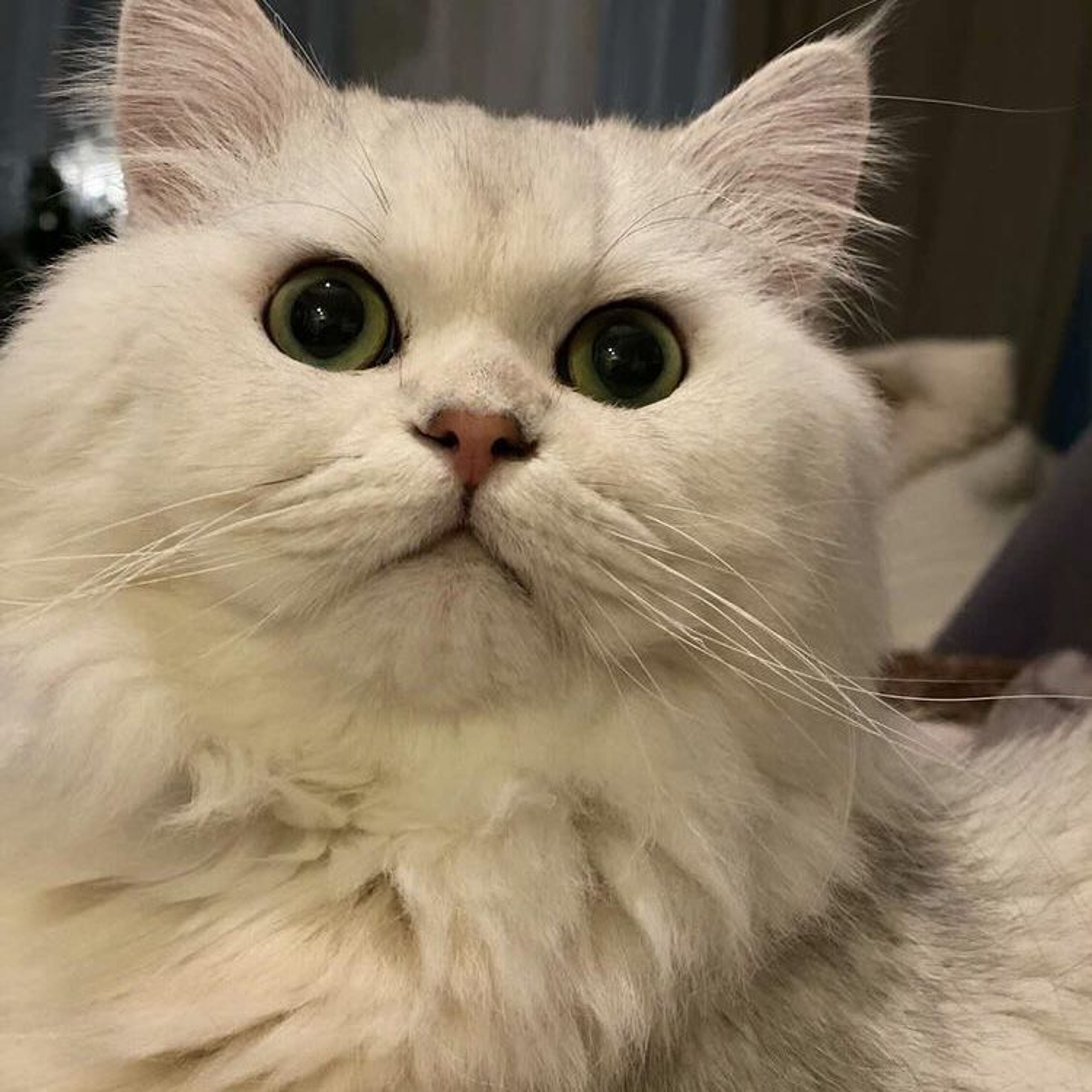 pet-image-7