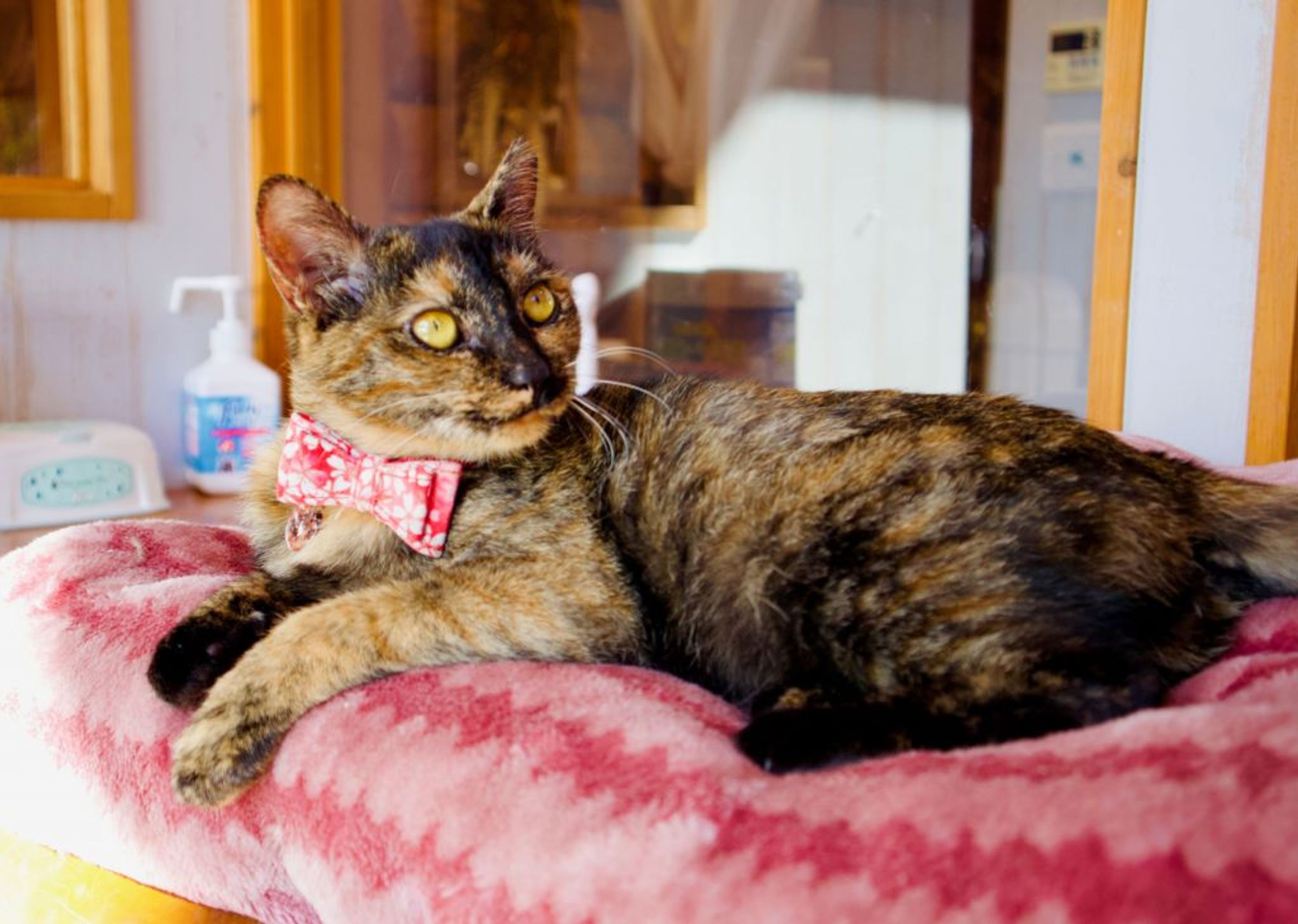 pet-image-2