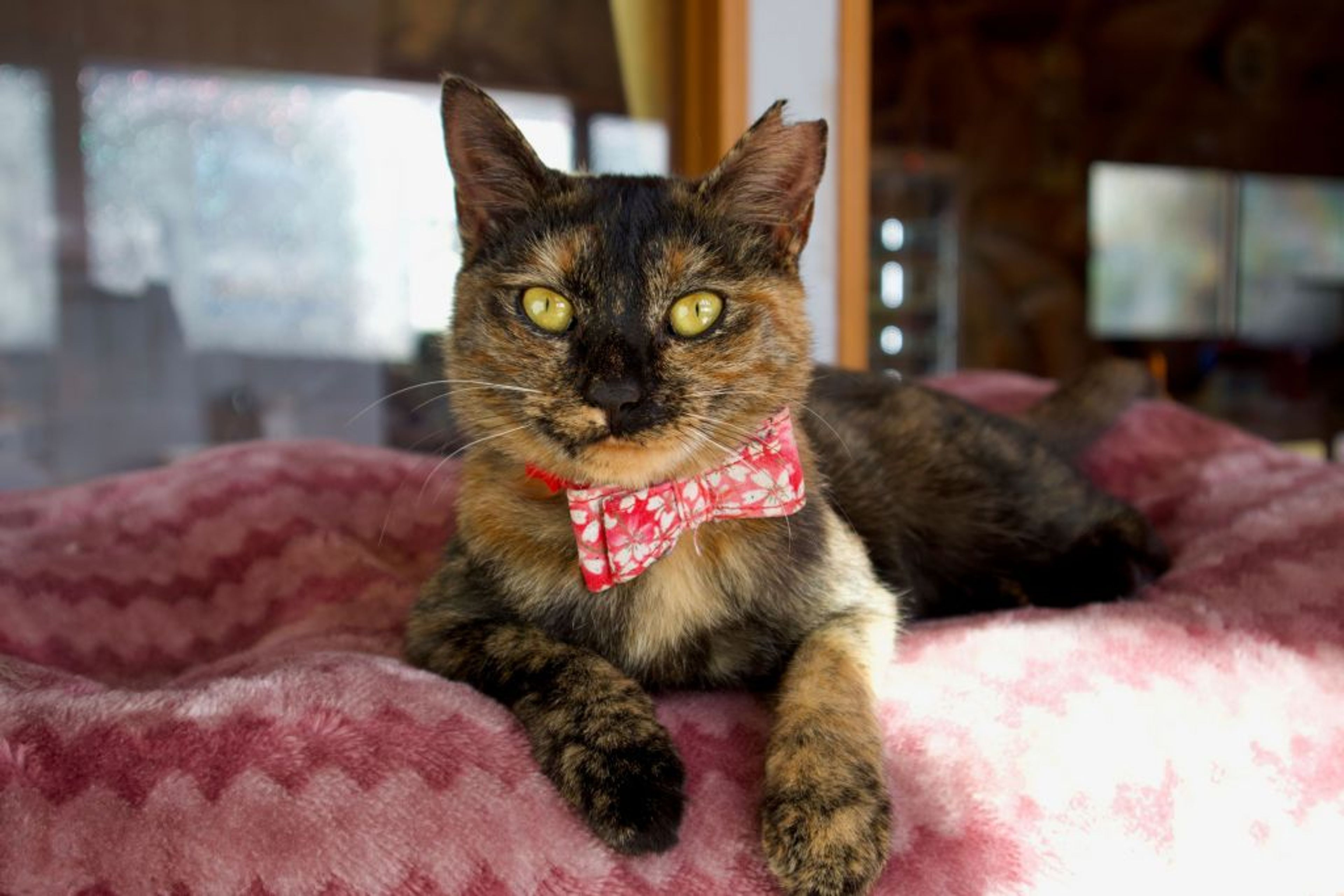 pet-image-4
