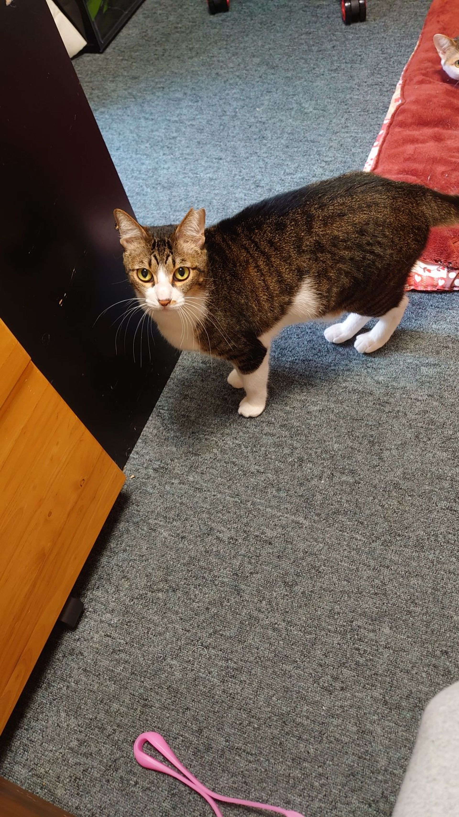 雑種（ミックス猫）・メスの里親募集の写真