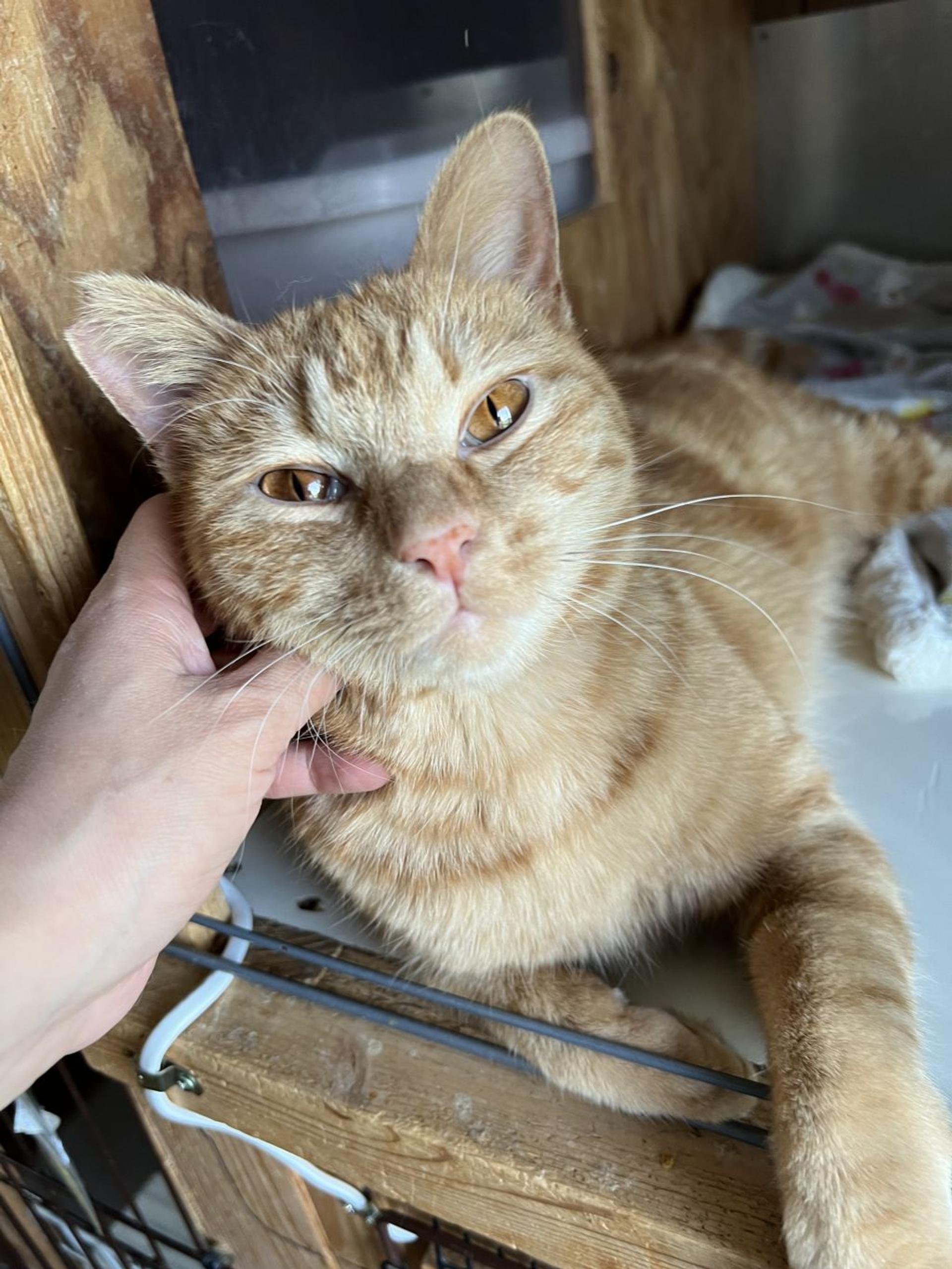 pet-image-2