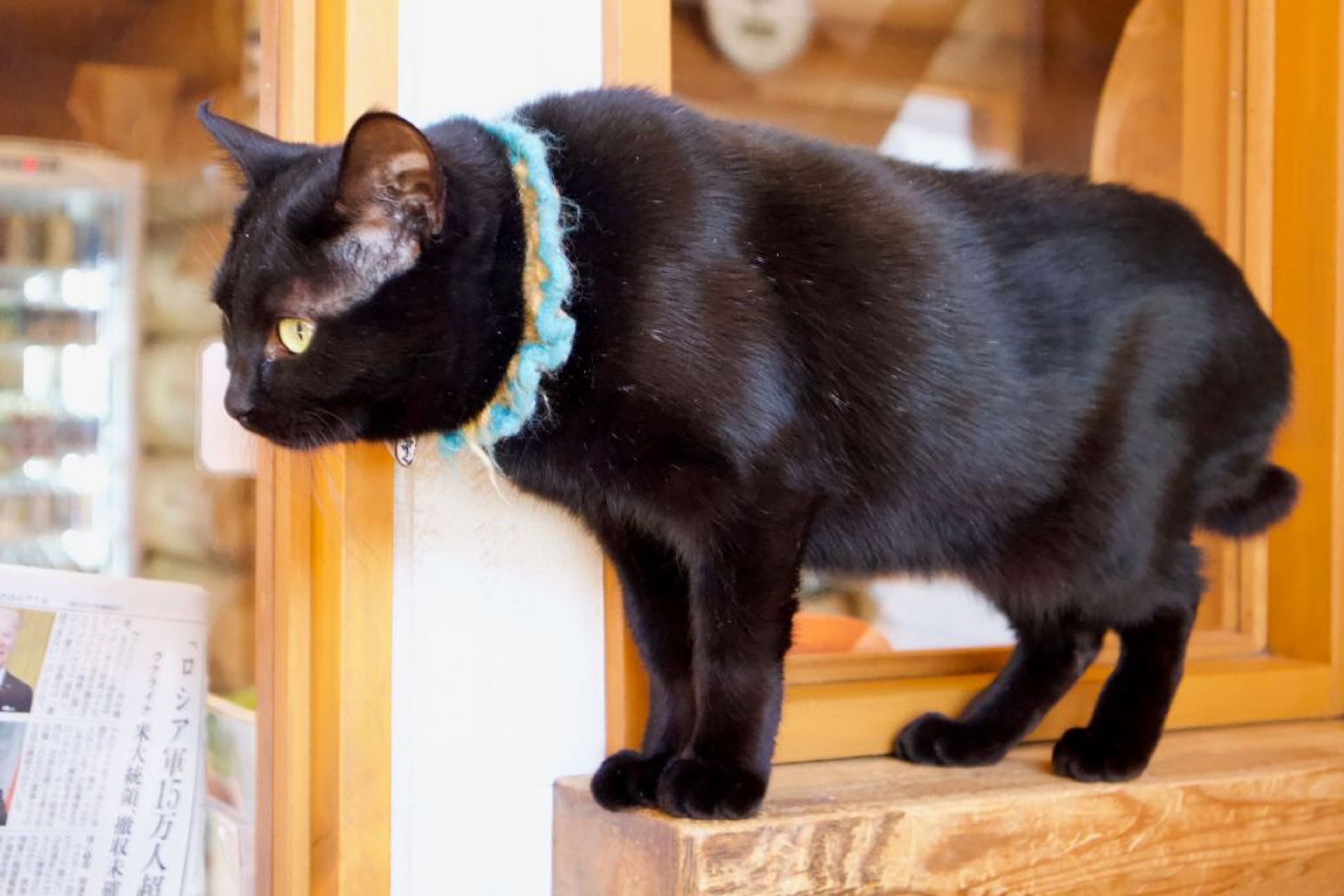 pet-image-2