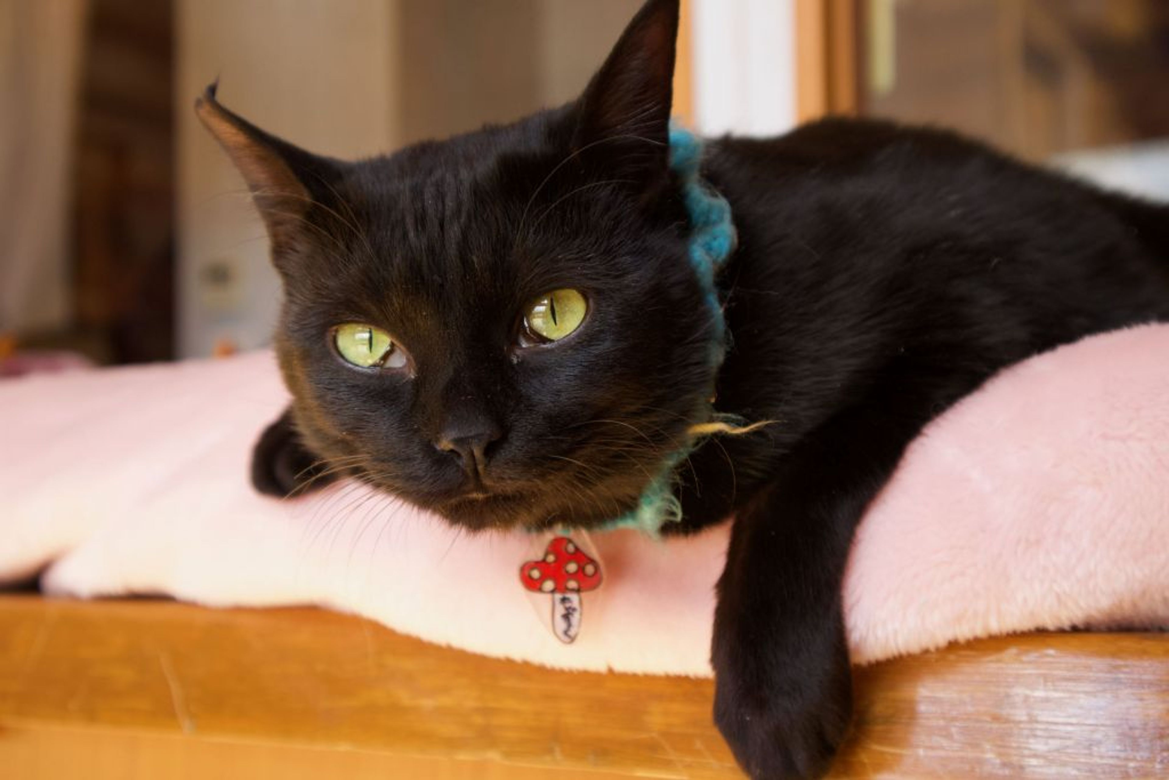 pet-image-4