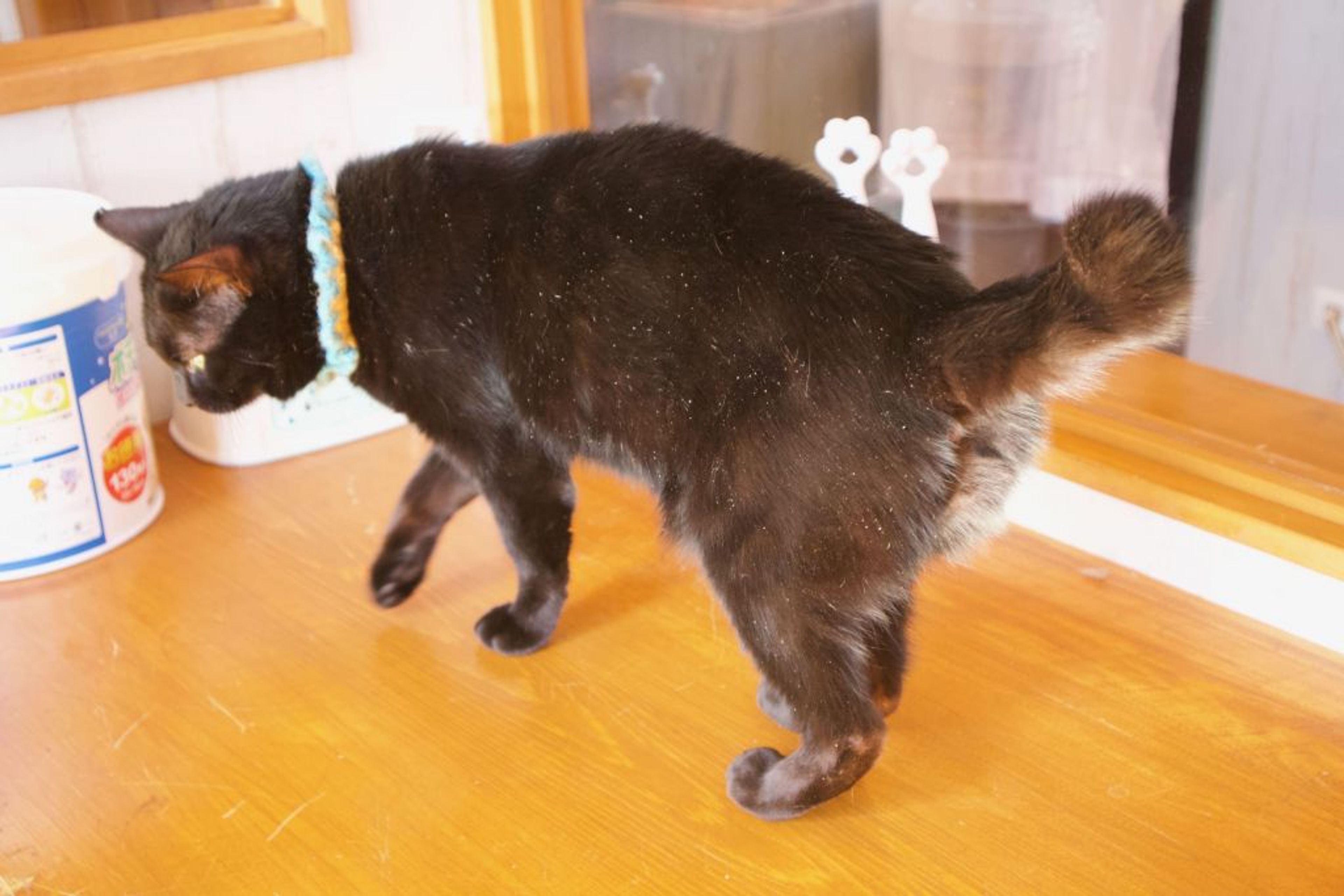 pet-image-5