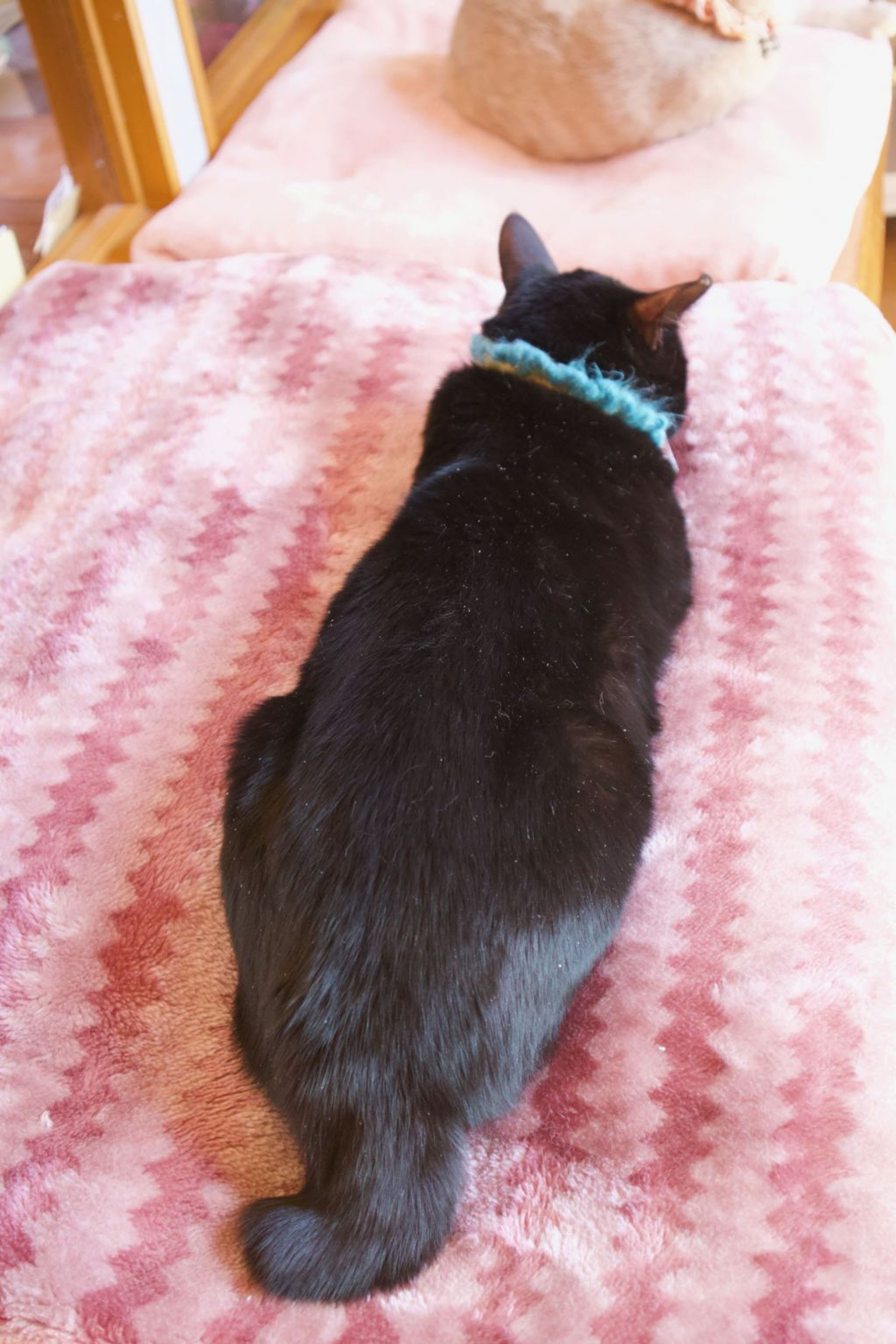 pet-image-6