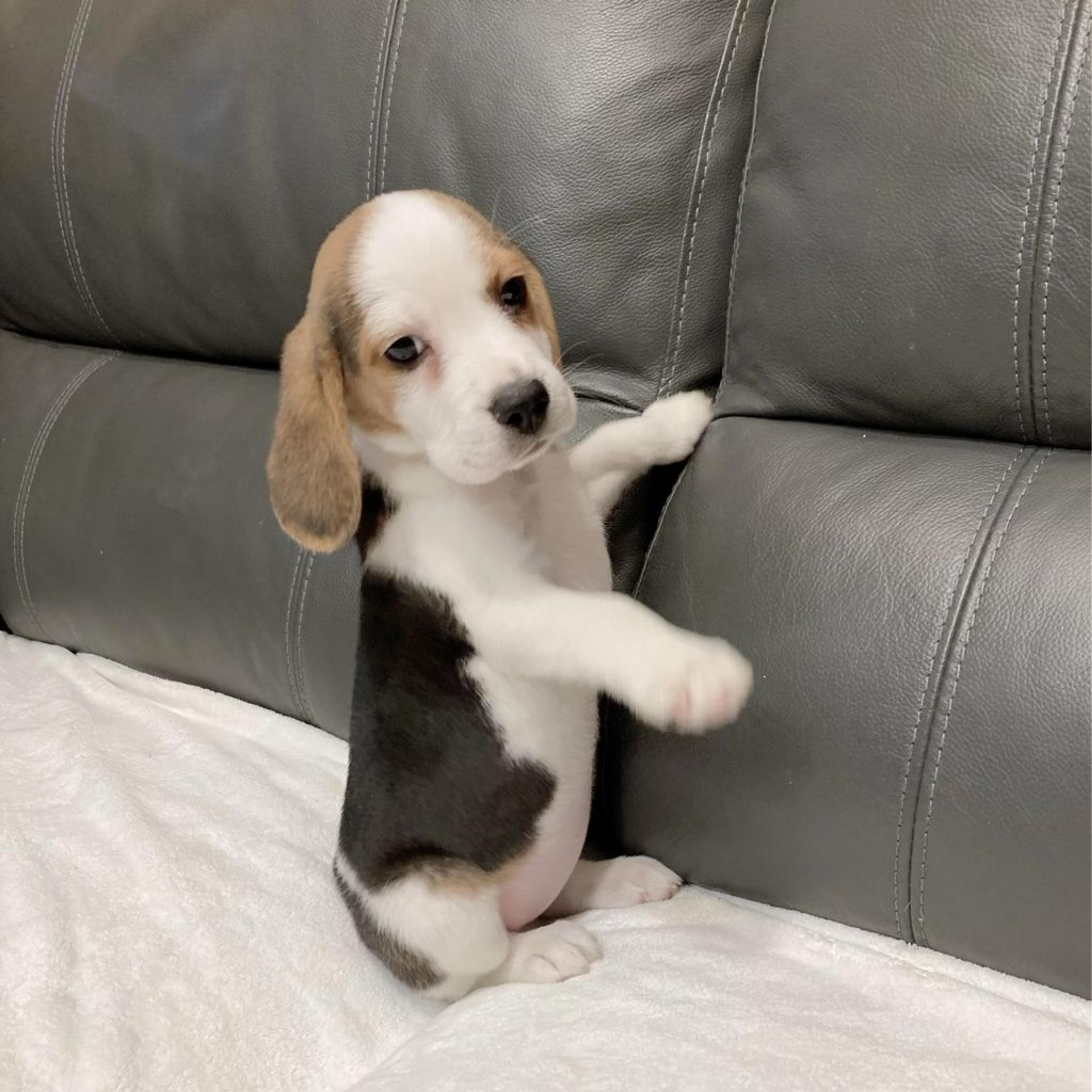 pet-image-4