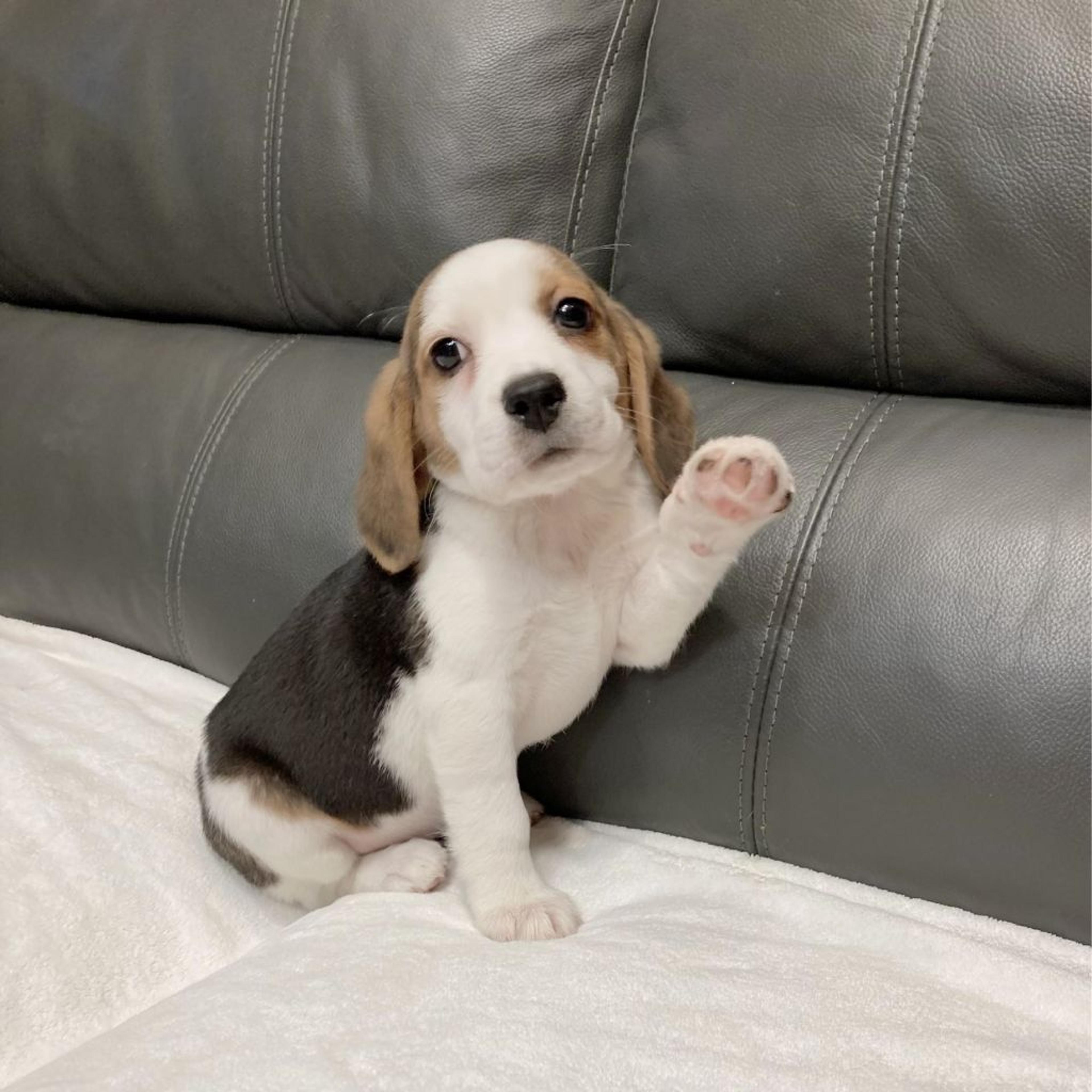 pet-image-5