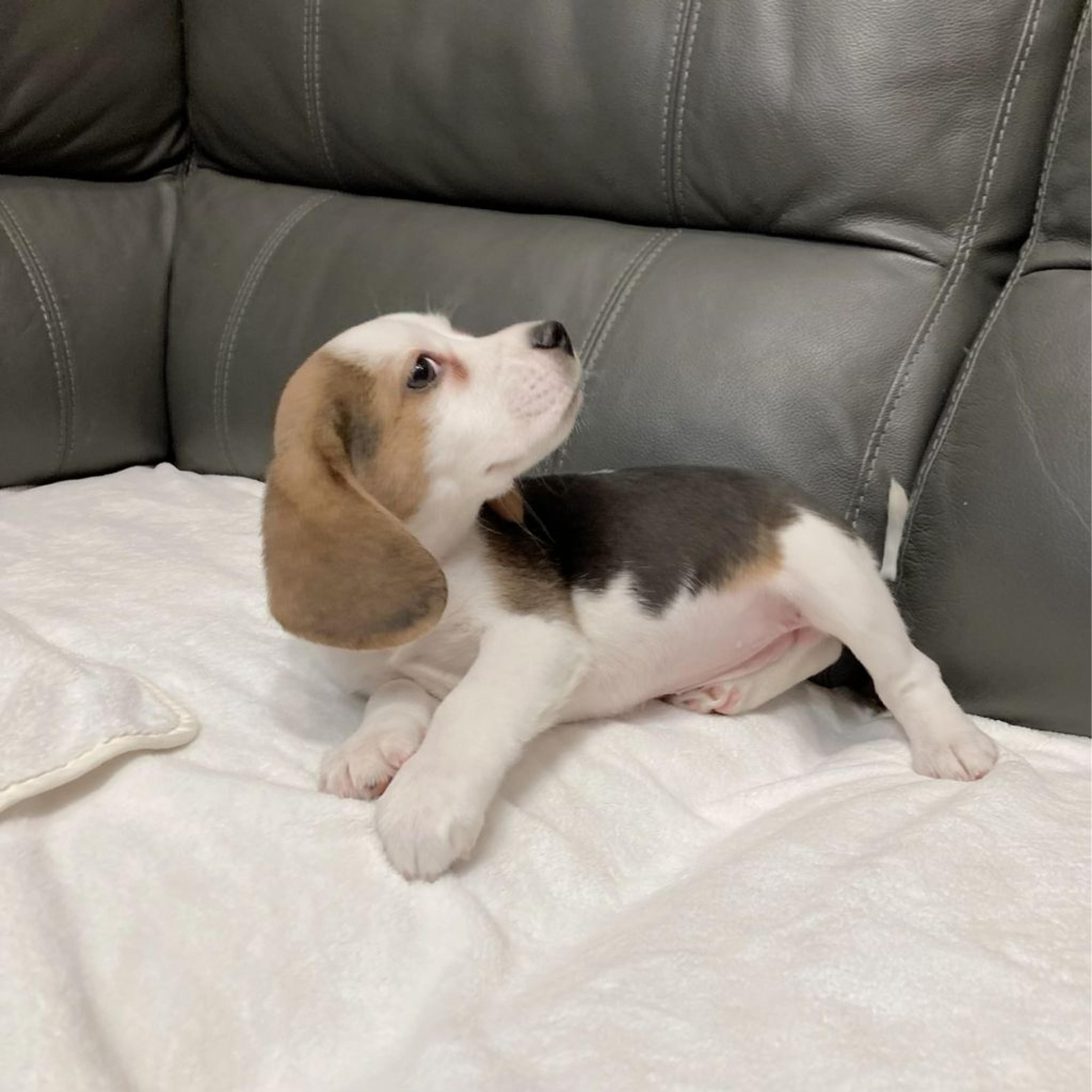 pet-image-6