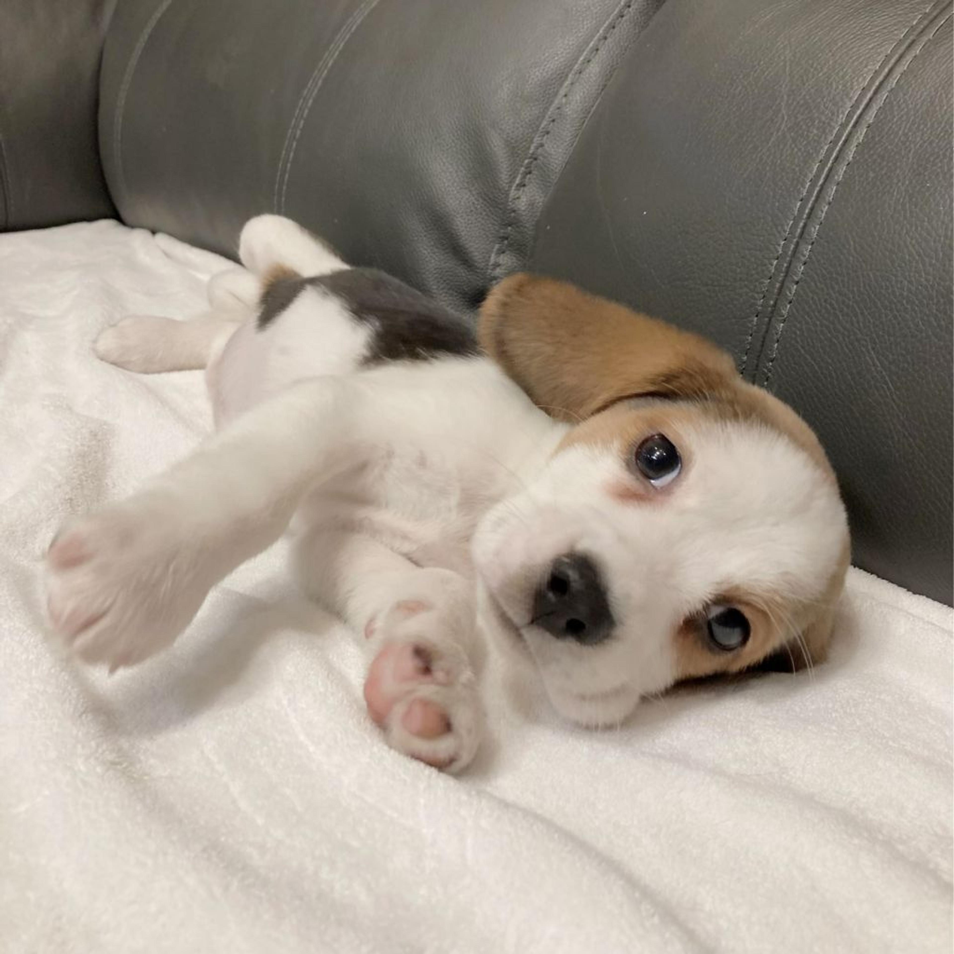 pet-image-7
