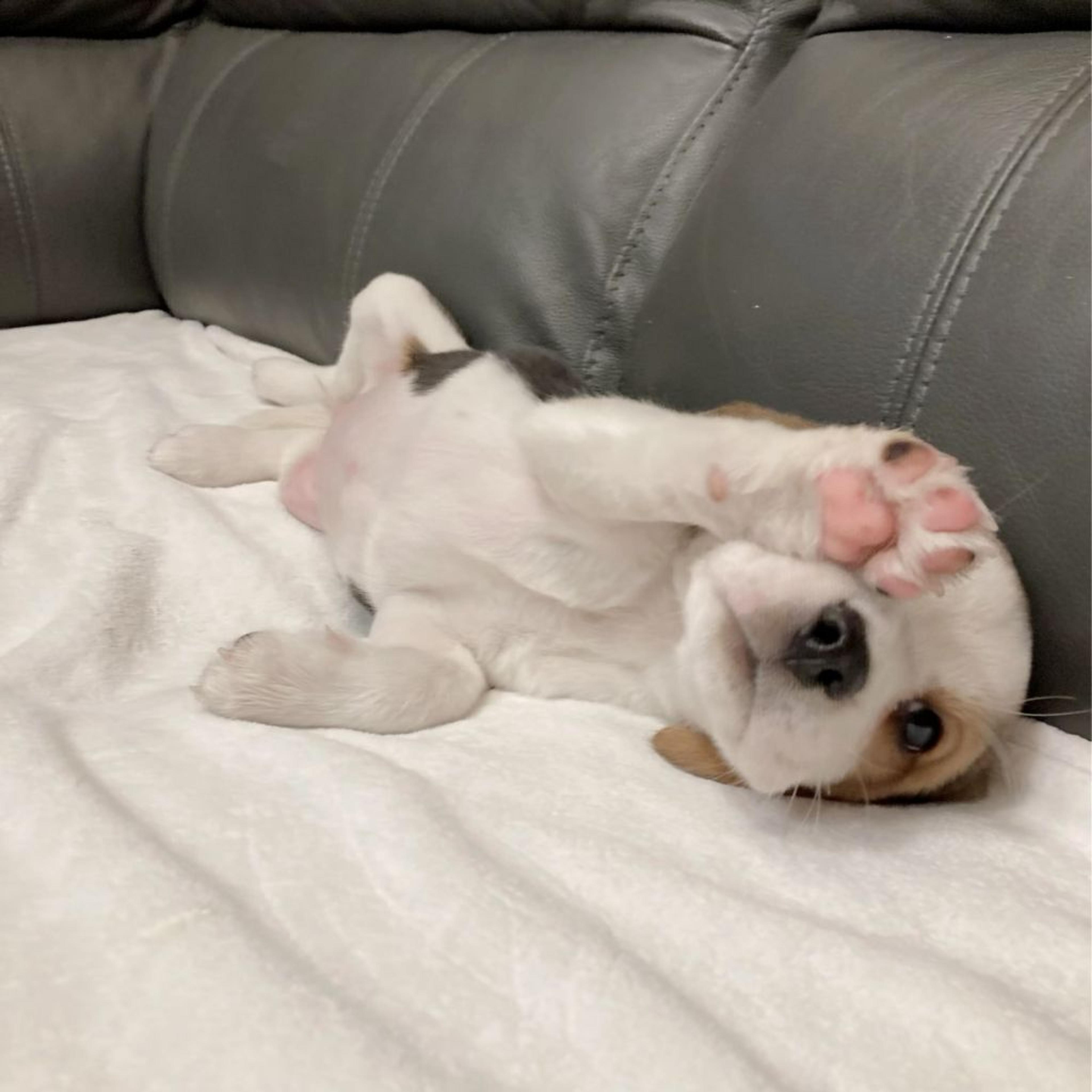 pet-image-8