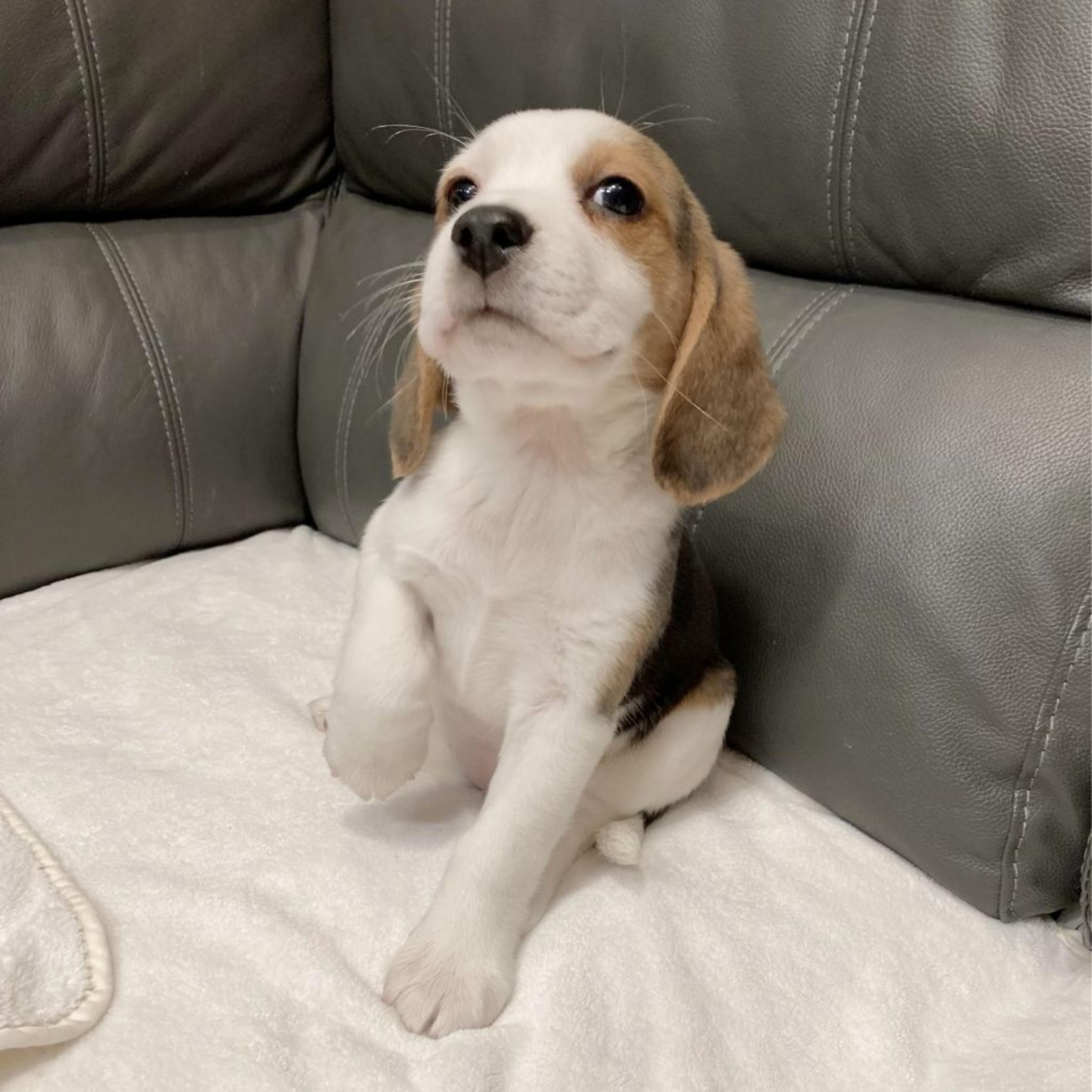 pet-image-9