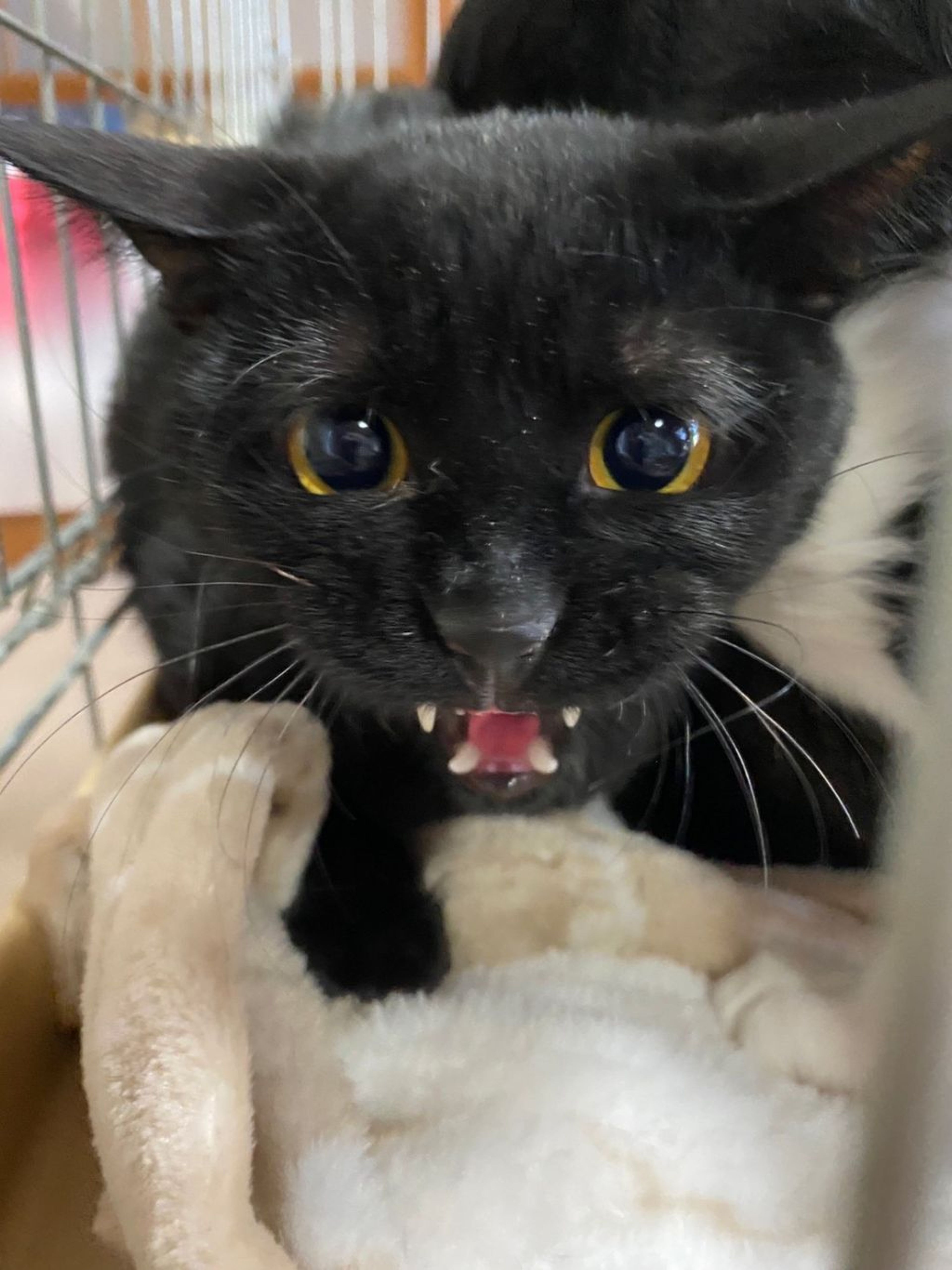 pet-image-3