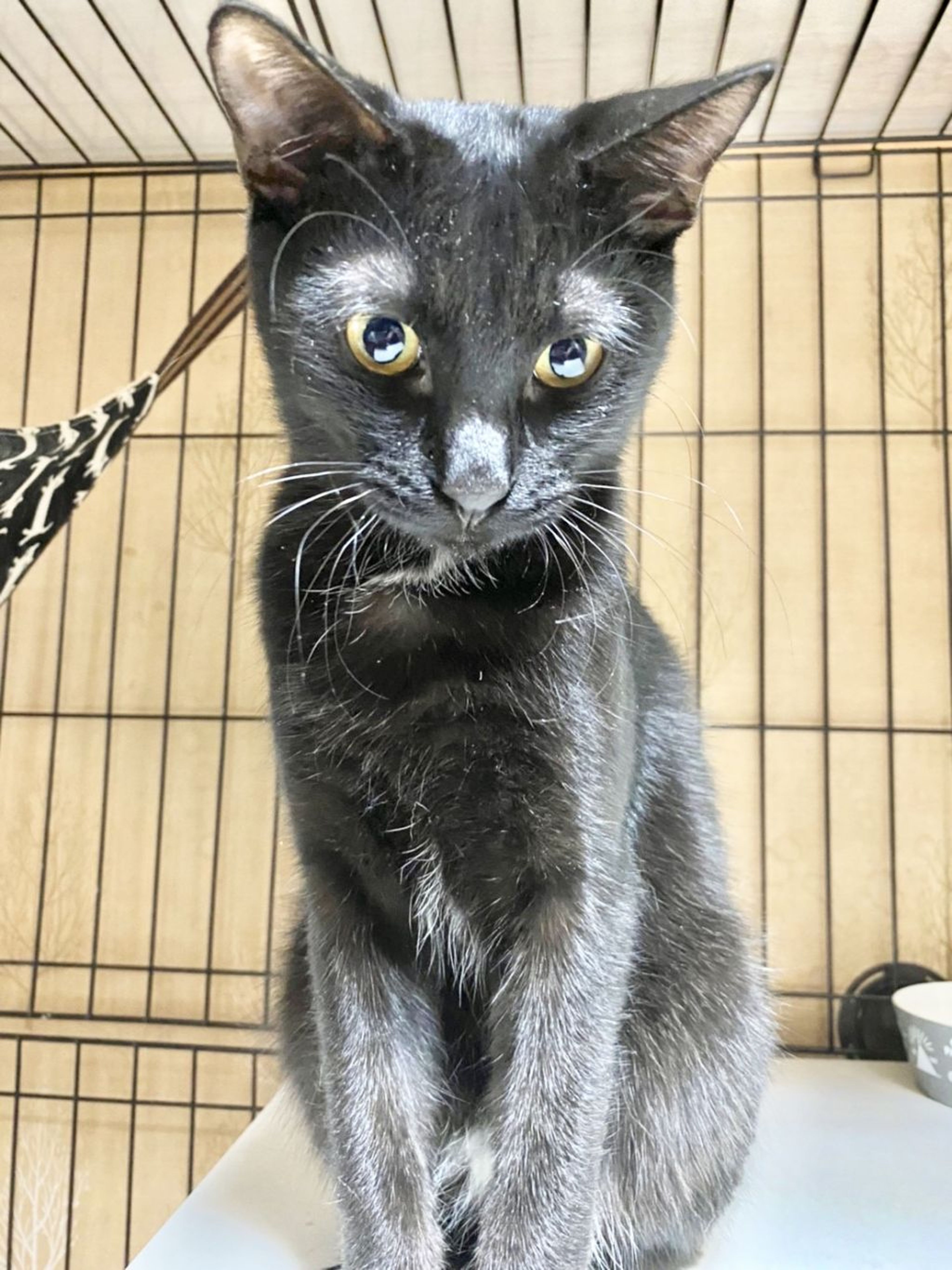 pet-image-4