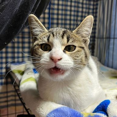 金太郎くん★2/26ミャオねこ譲渡会で会えますの写真