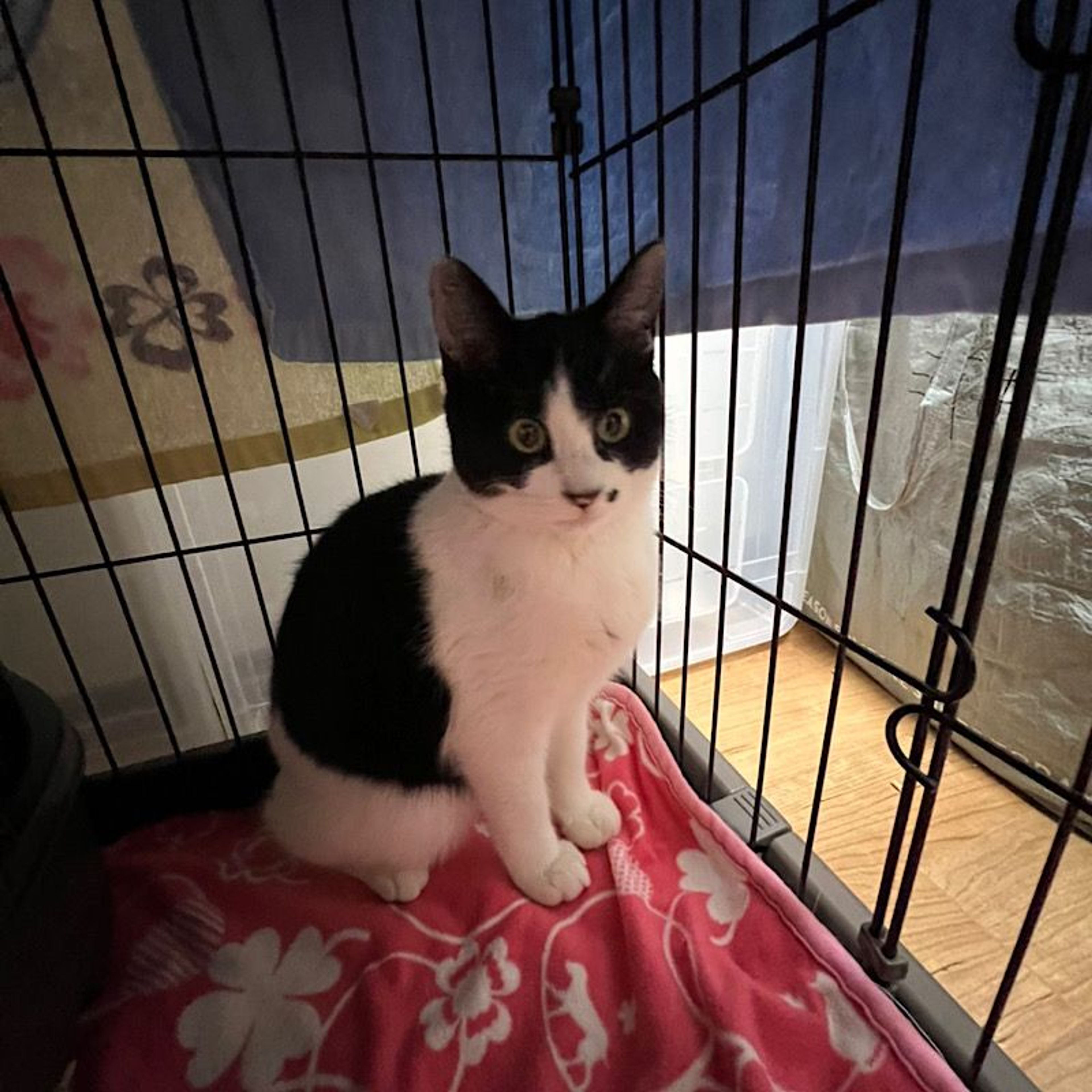 pet-image-5