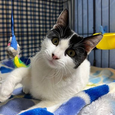 銅鈴(すず)ちゃん★2/26ミャオねこ譲渡会で会えますの写真