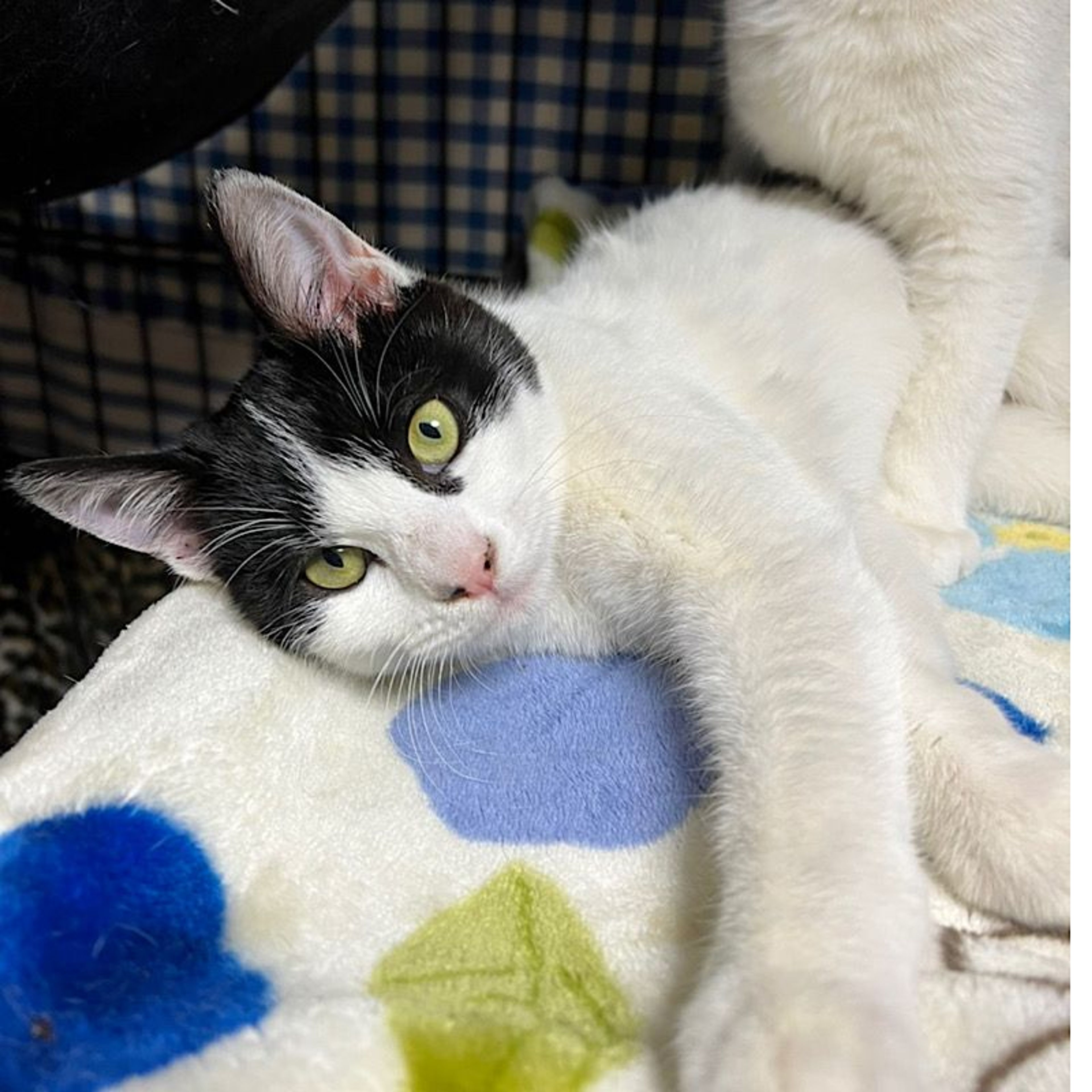 pet-image-2
