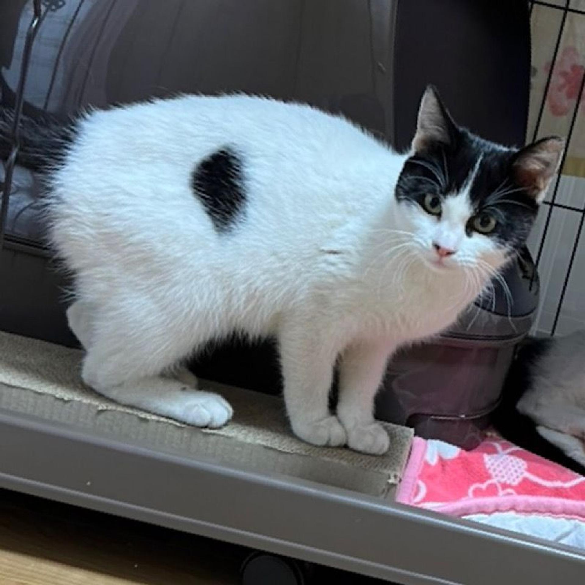 pet-image-3