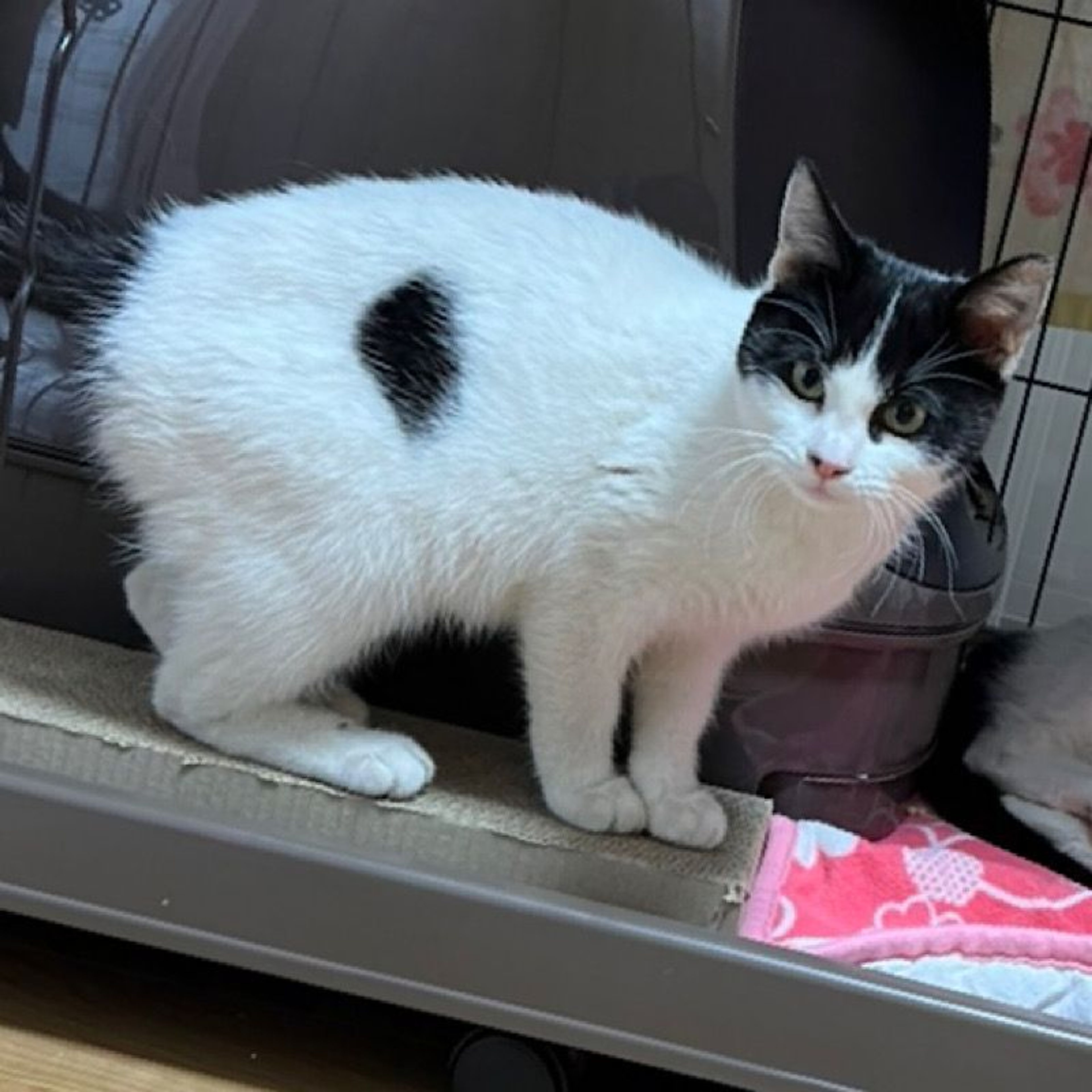 pet-image-3
