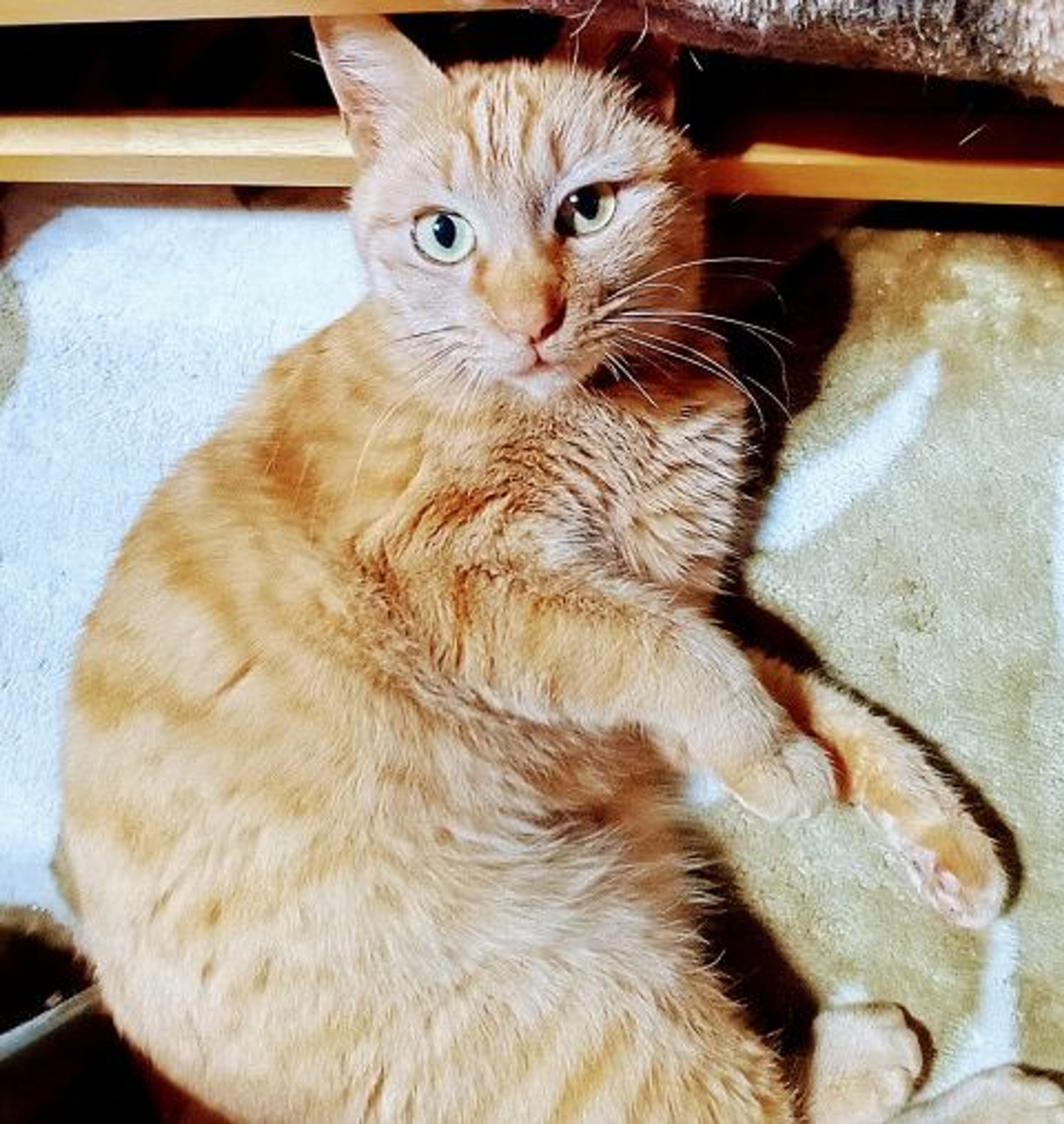 雑種（ミックス猫）・メスの里親募集の写真