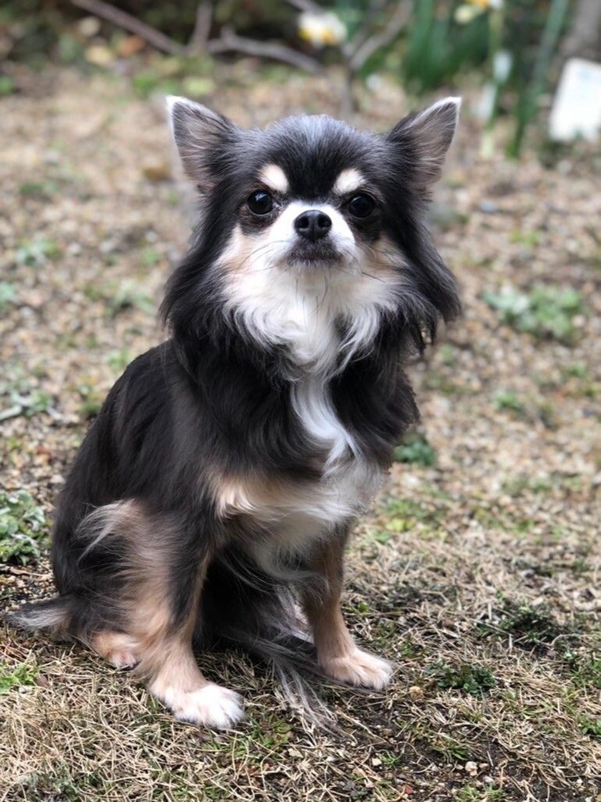 pet-image-2