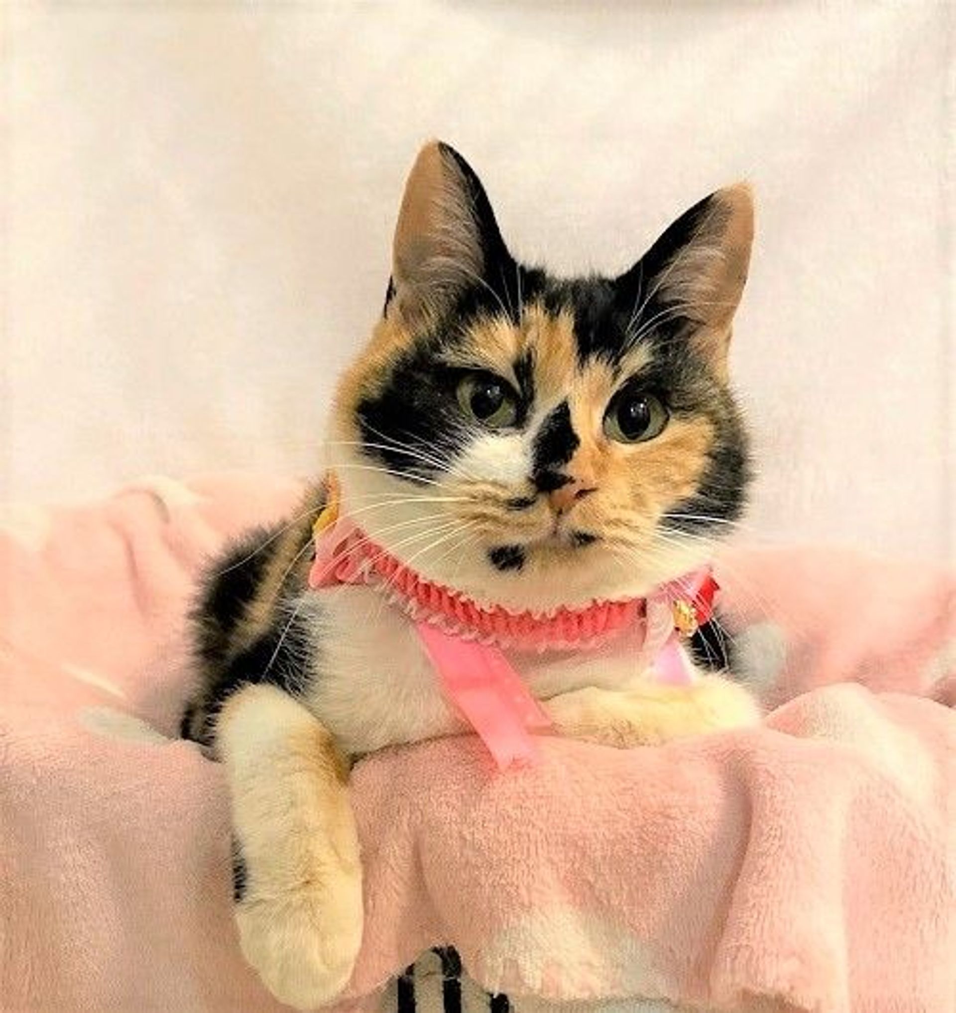 日本猫・メスの里親募集の写真