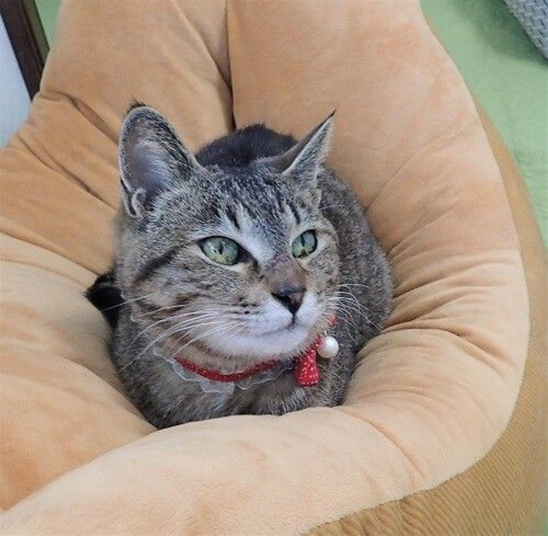pet-image-2