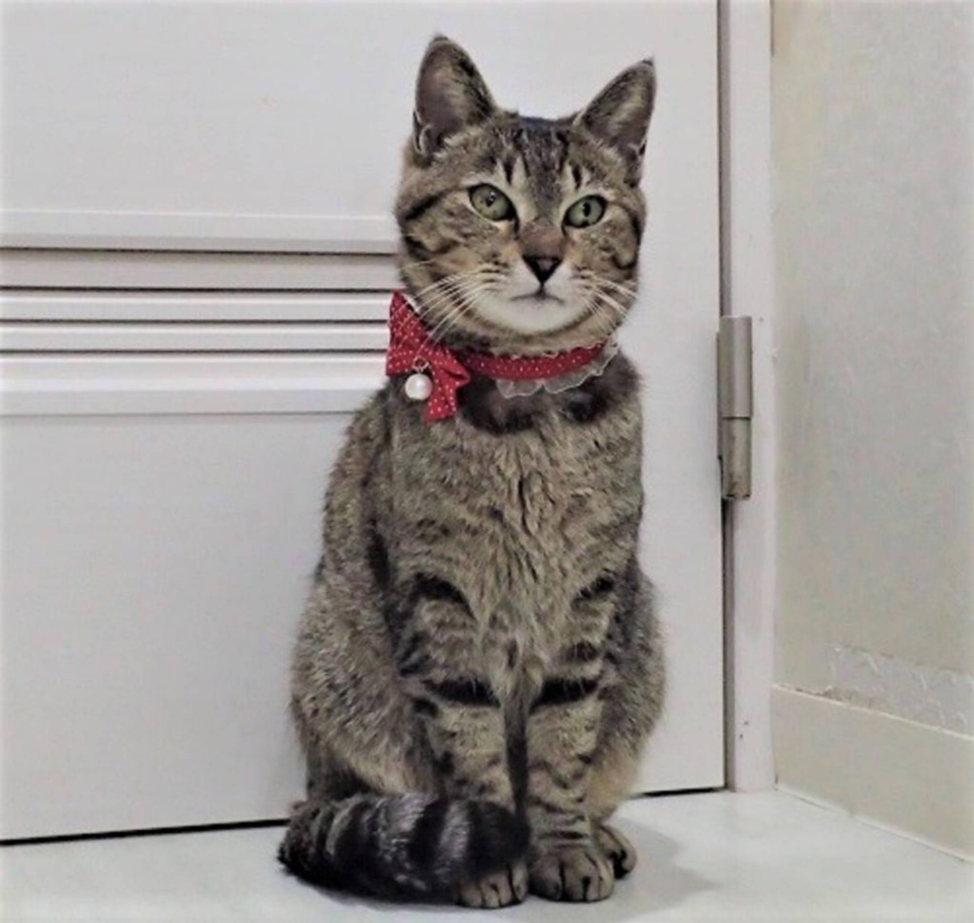 雑種（ミックス猫）・メスの里親募集の写真
