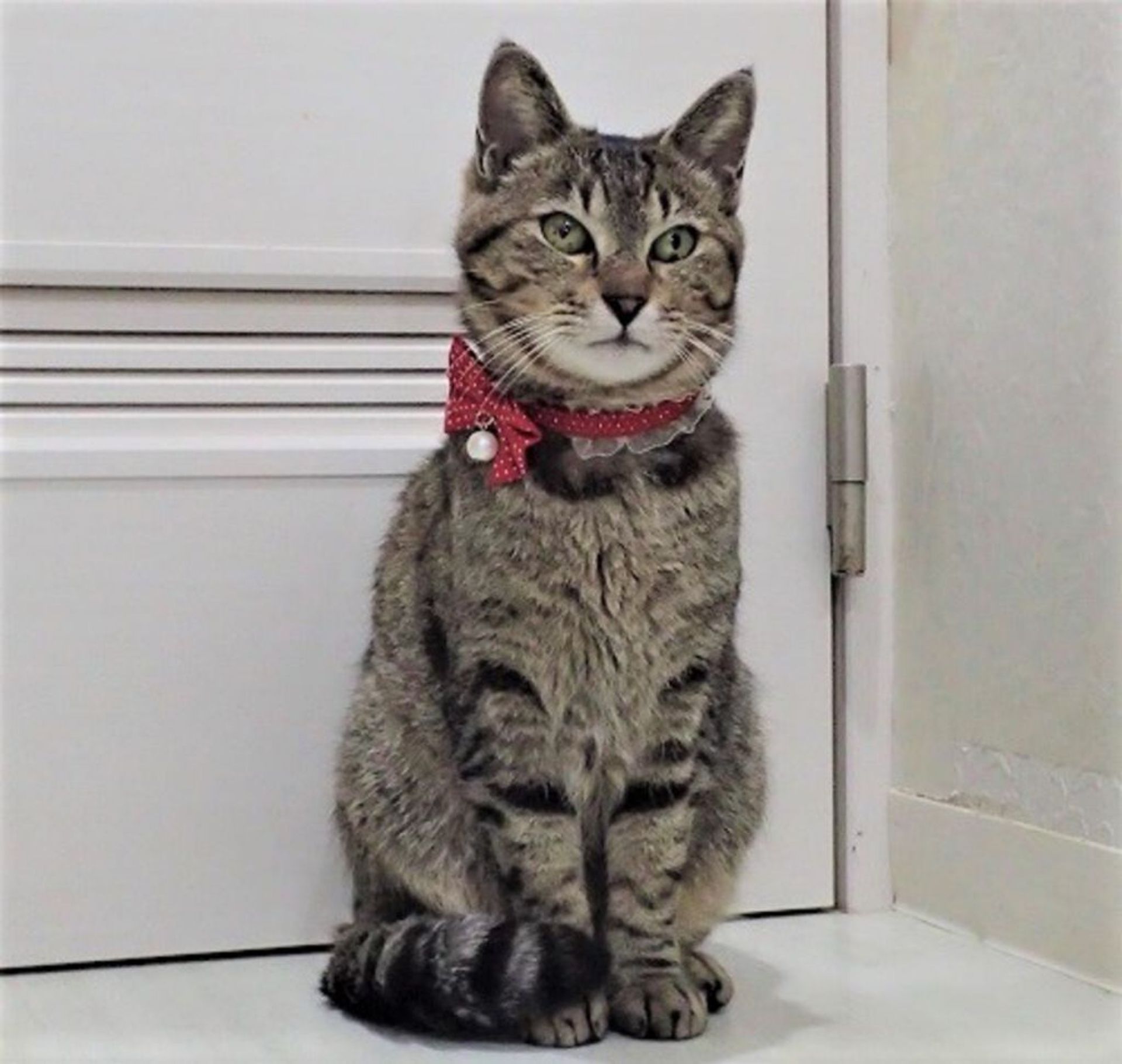 雑種（ミックス猫）・メスの里親募集の写真