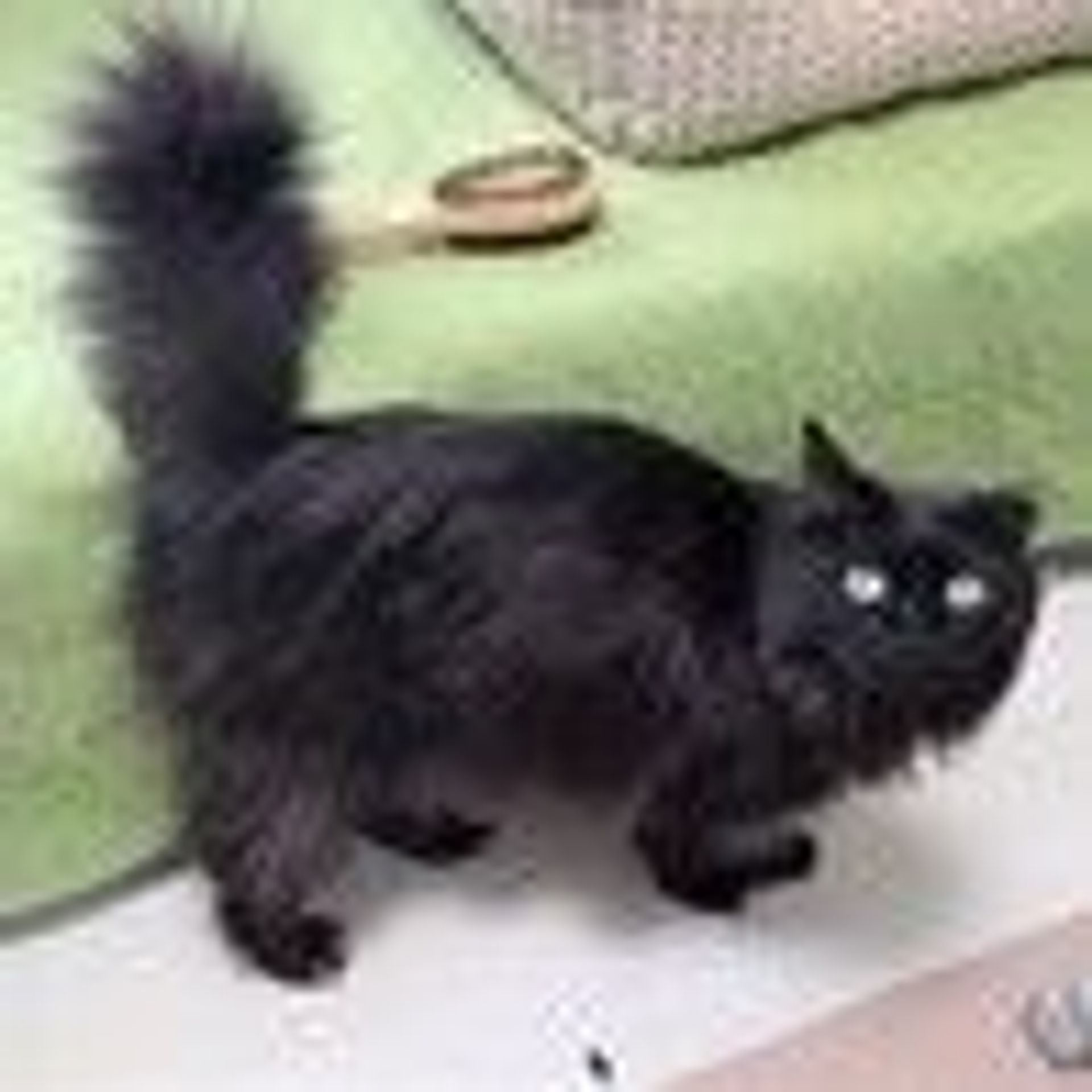 雑種（ミックス猫）・オスの里親募集の写真