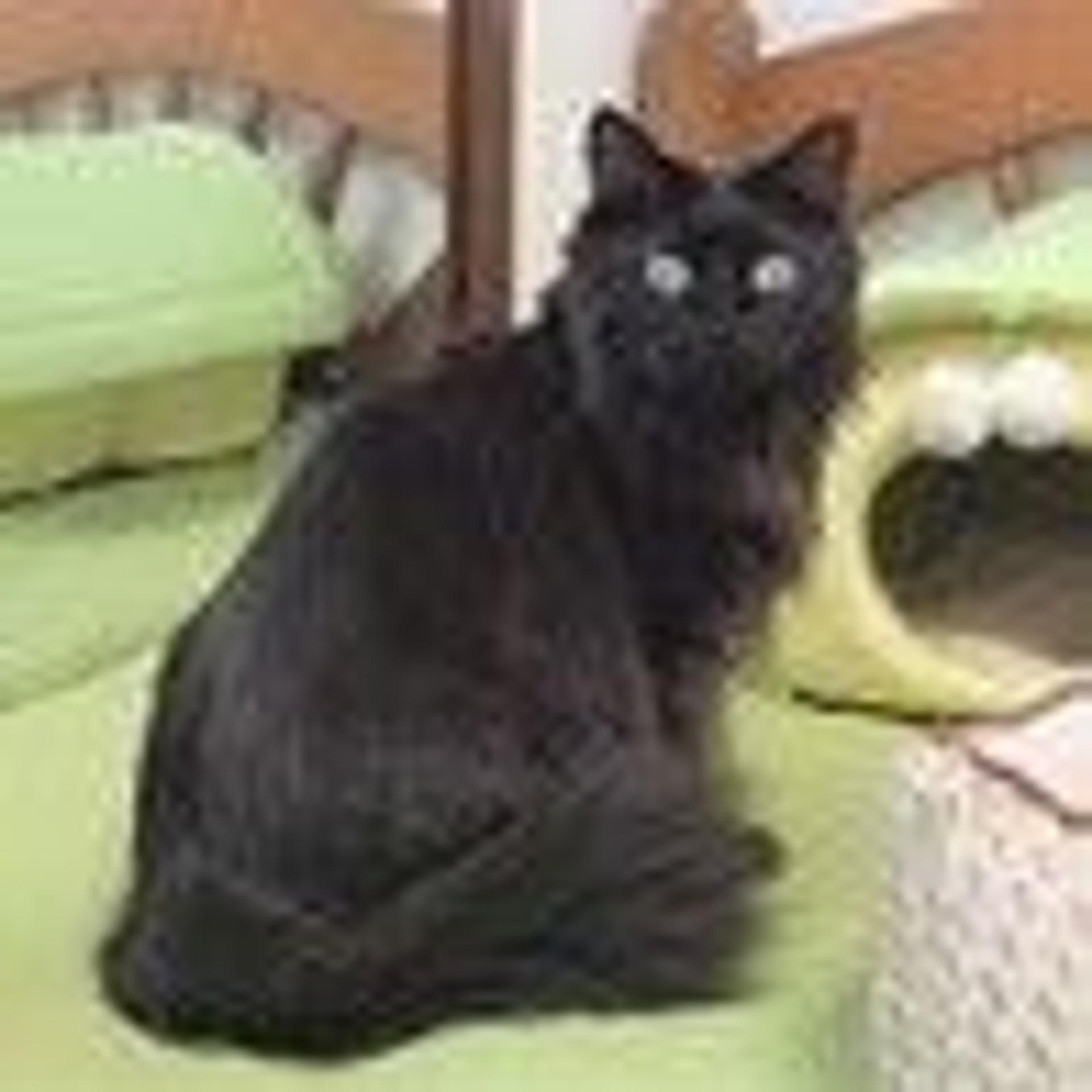 pet-image-2