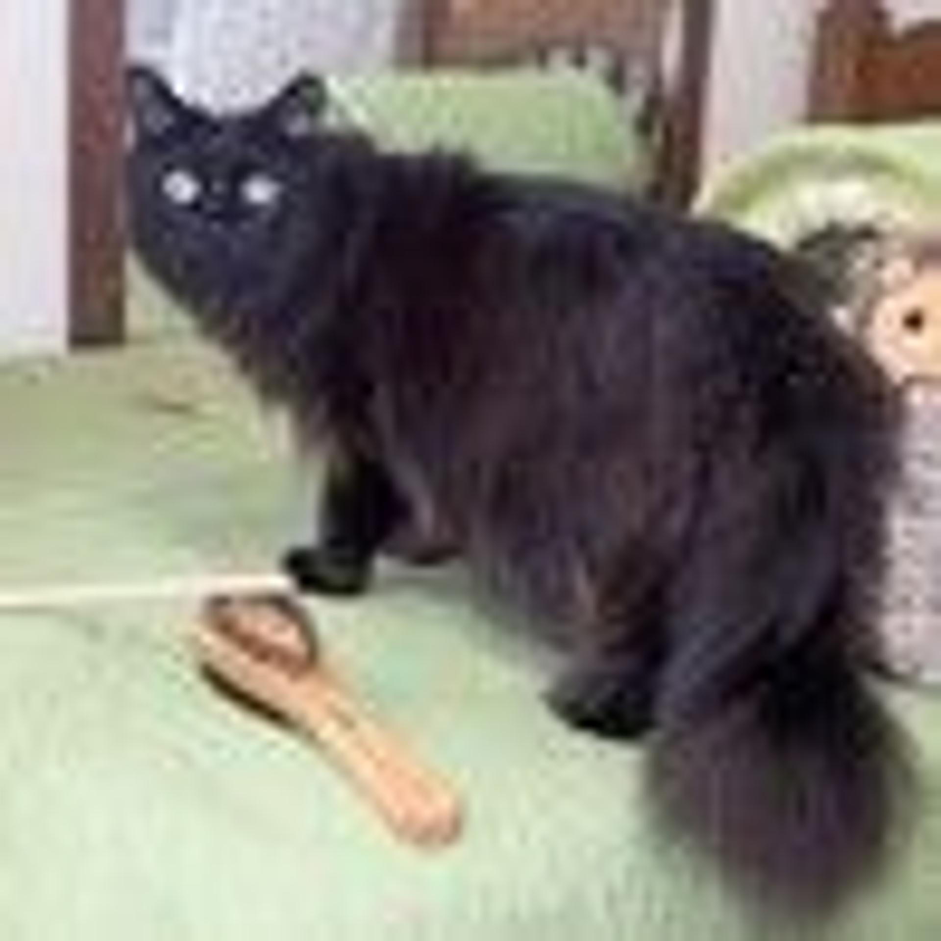 pet-image-3